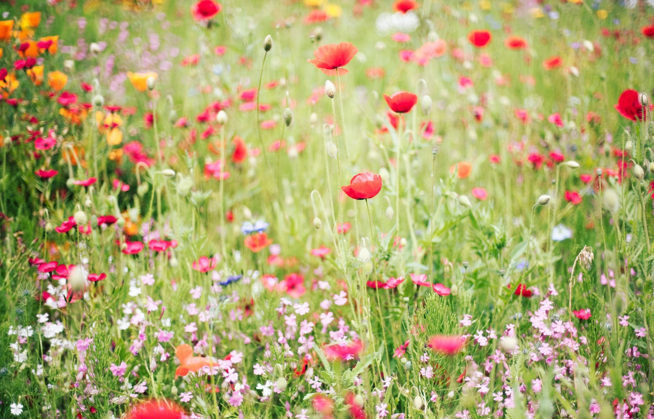 A colorful wildflower meadow with pink, orange, white, and purple flowers on green stems in natural sunlight.