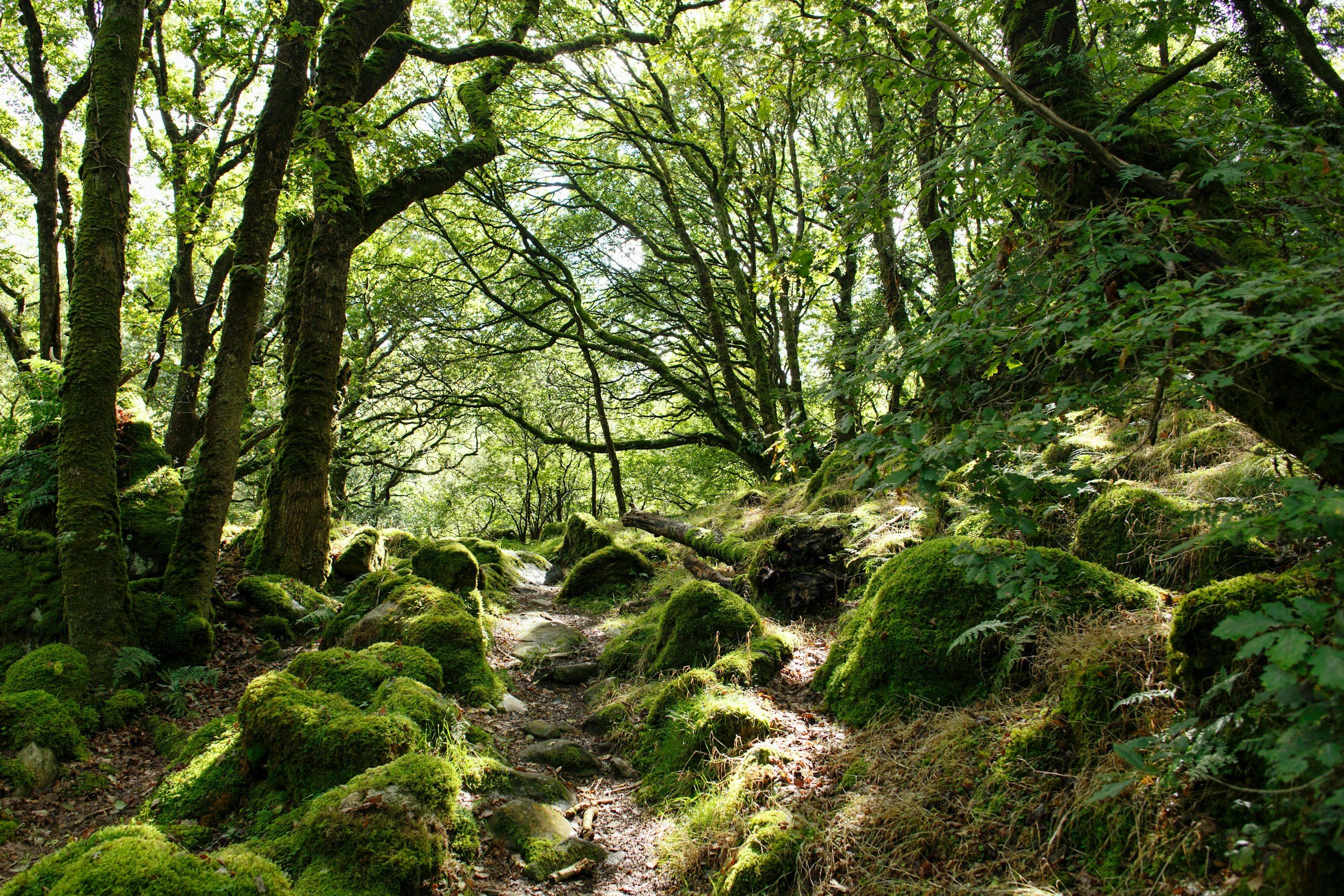 A forest scene with a dirt path surrounded by moss-covered rocks and tall trees with green leaves, with sunlight filtering through the foliage.