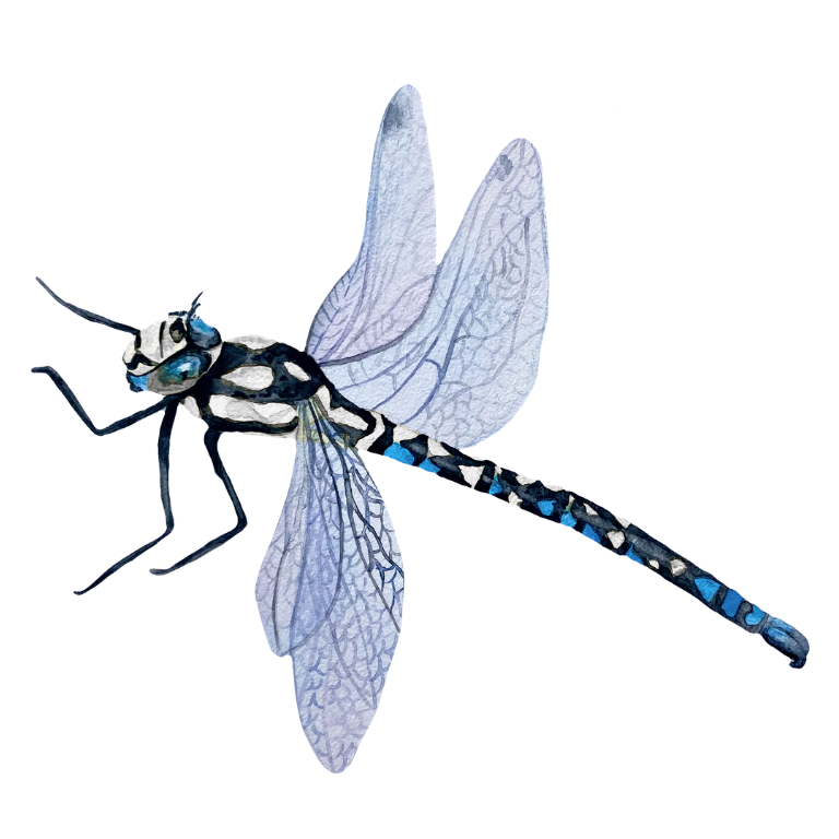 Watercolor illustration of a dragonfly with transparent wings and a black and white striped body.