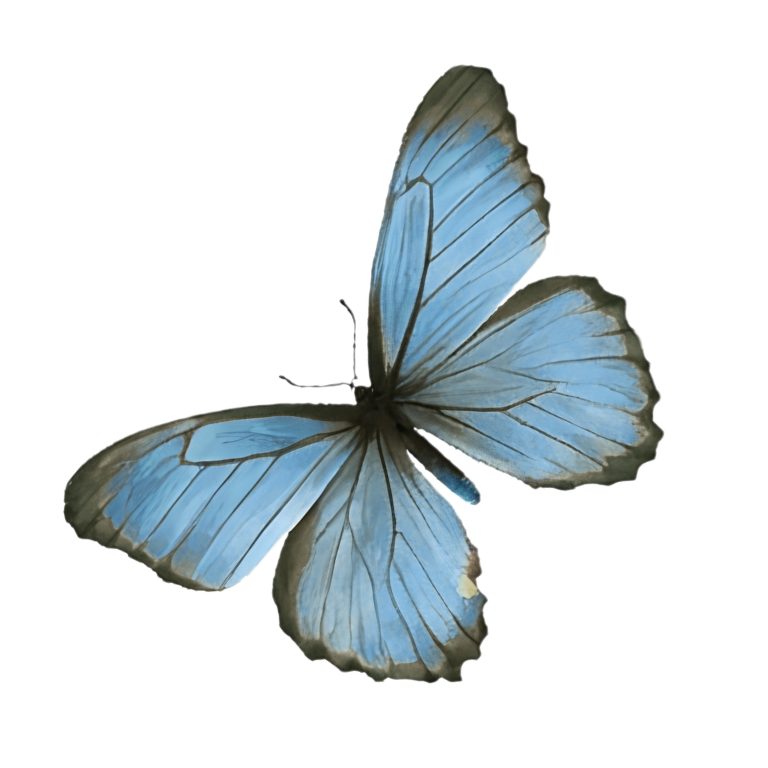 Blue butterfly with black and gray edges on its wings, viewed from above.
