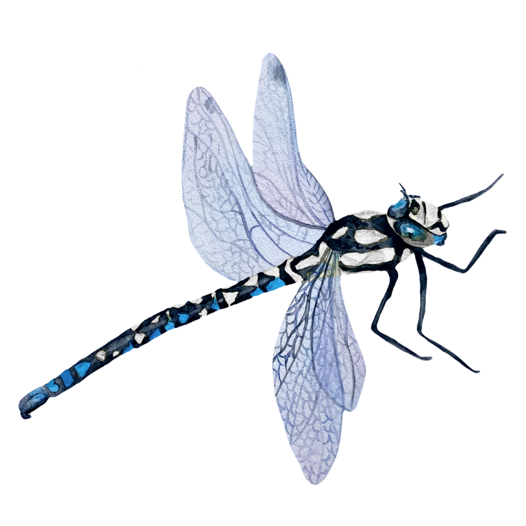 A detailed illustration of a dragonfly with translucent wings and a black and white striped body.