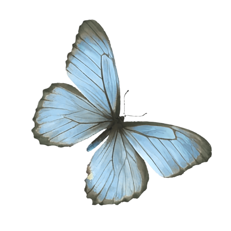 A light blue butterfly with delicate, semi-transparent wings and dark veins, perched with its wings open.