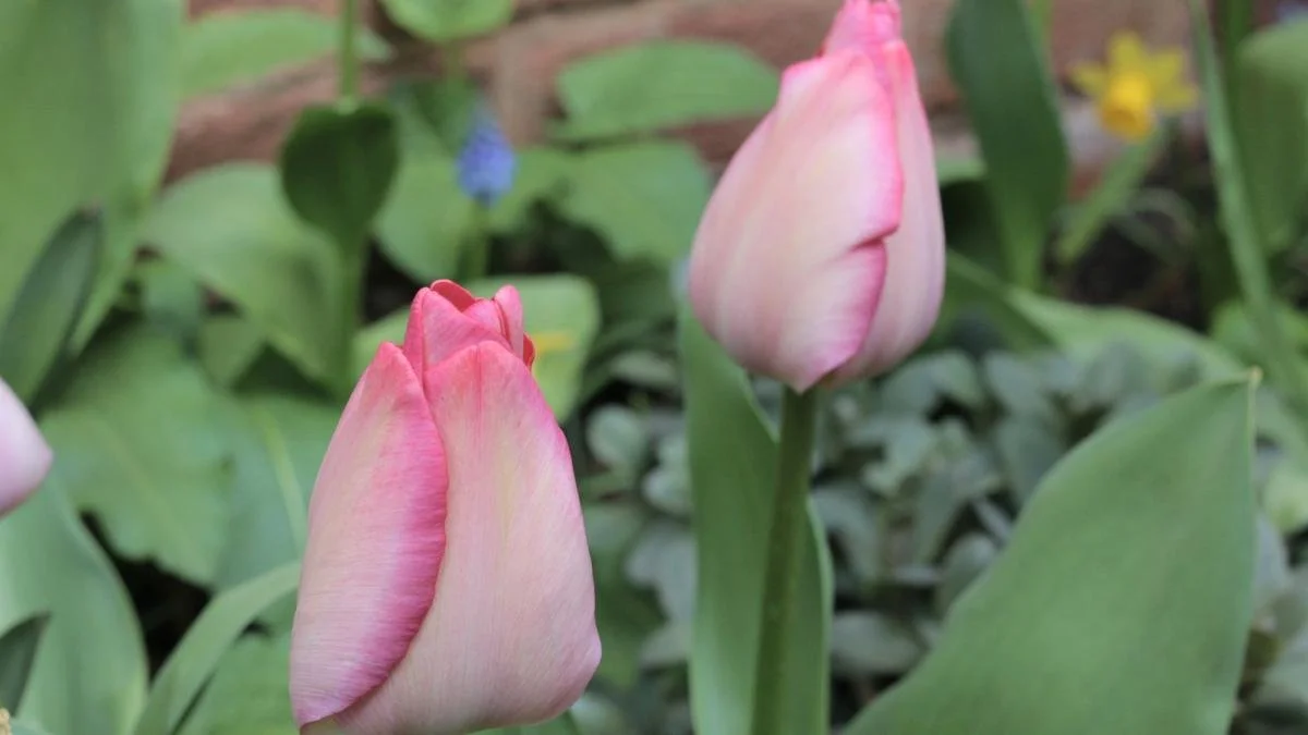 Close-up of two pink and white tulip flowers in a garden with green leaves surrounding them.