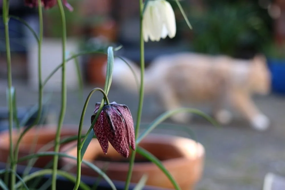 Close-up of a wilted purple flower in a pot, with a blurred background including a ginger-colored cat and some potted plants.