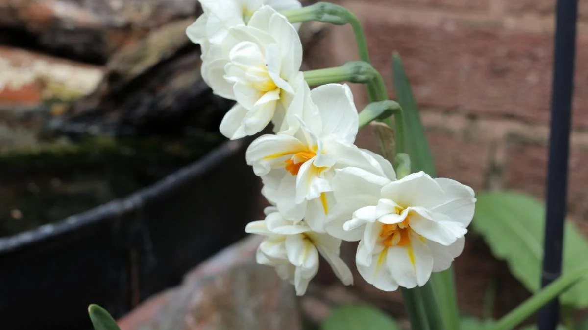 Close-up of white and yellow flowering plant.