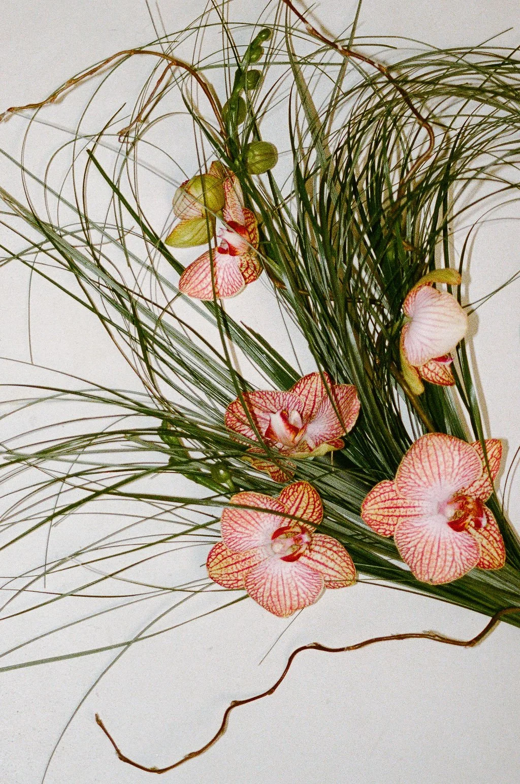 Arrangement of pink and white orchids with green leaves and grass on a white background.