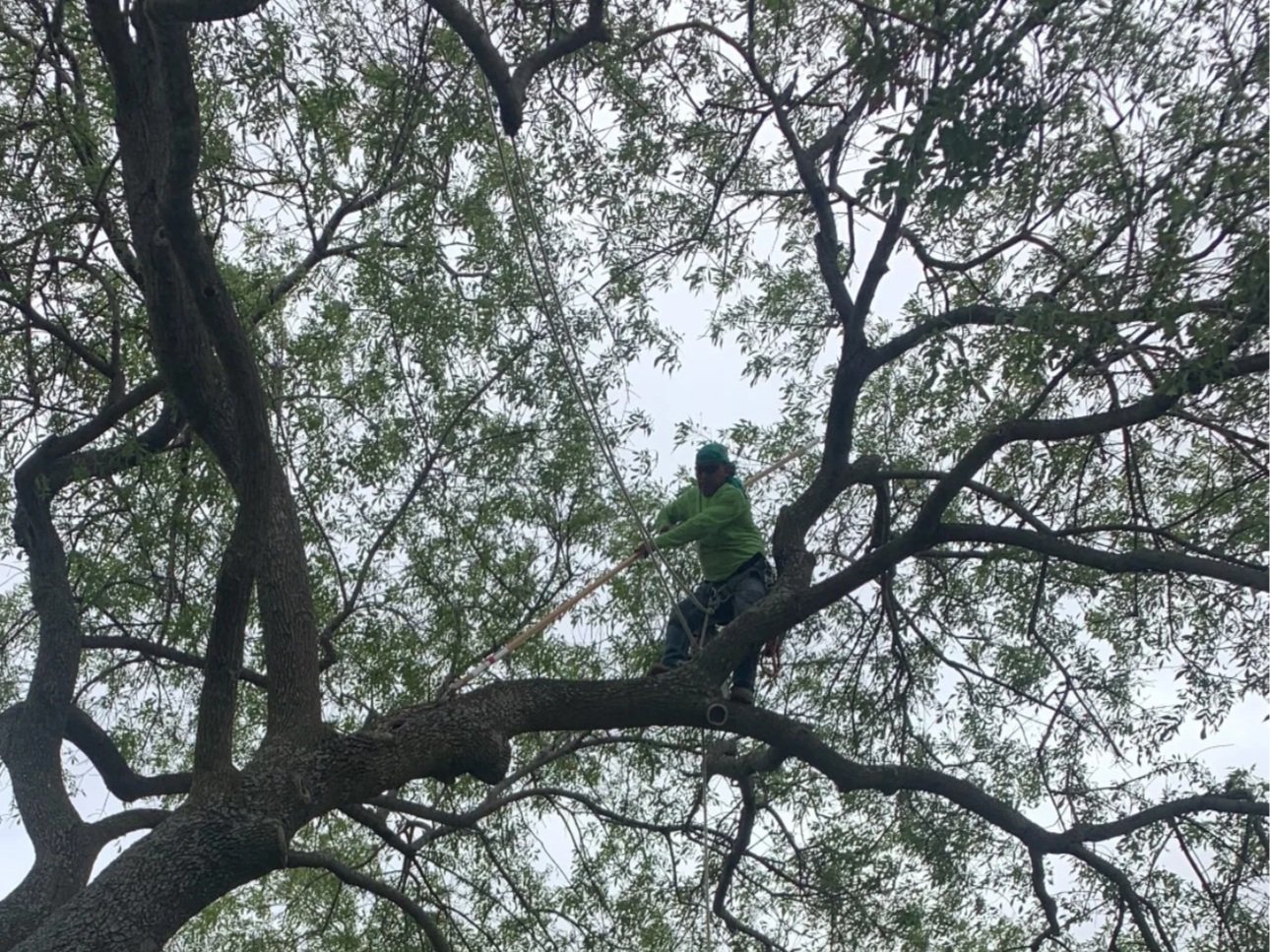 Tree Trimming & Pruning - 
Improve the health, structure, and appearance of your trees with expert trimming that reduces storm damage risk.