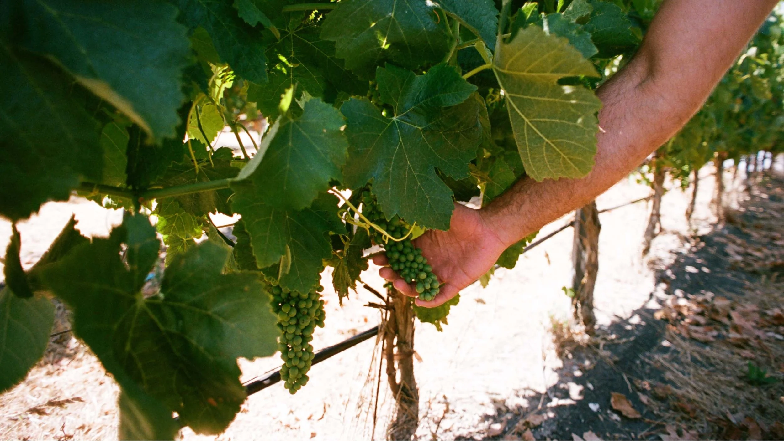 Close-up of a person's hand harvesting green grape clusters from a vineyard with grapevine leaves in the background.