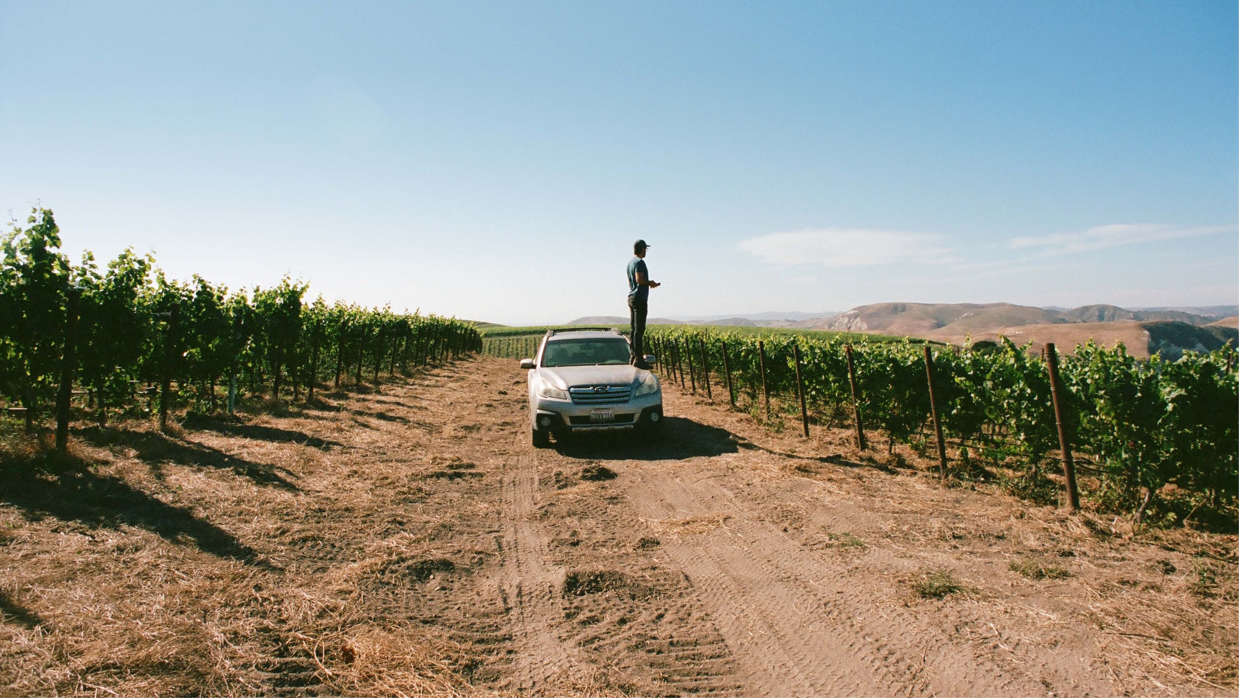 A person standing on top of a car in a vineyard, with rows of grapevines extending into the distance under a clear blue sky.