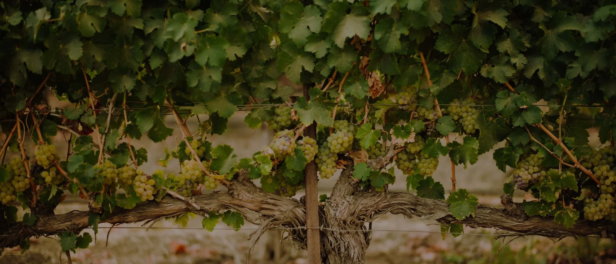 Vineyard with grapevines and clusters of green grapes growing on the vine, supported by wooden trellis.