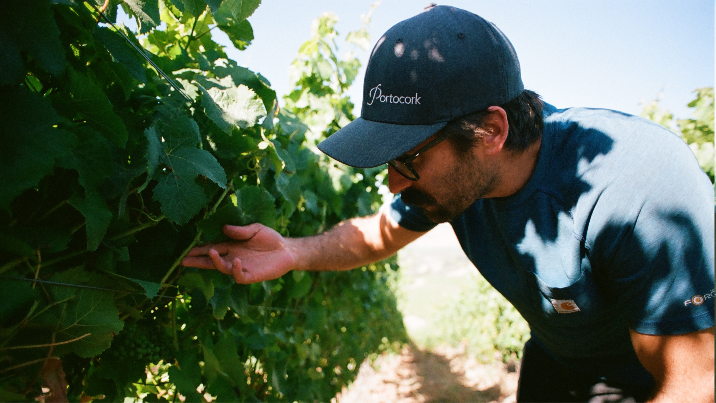 A man inspecting grapevines in a vineyard during the daytime. He is wearing a blue cap, glasses, and a dark blue shirt. The man is closely examining the grape leaves with sunlight filtering through the foliage.
