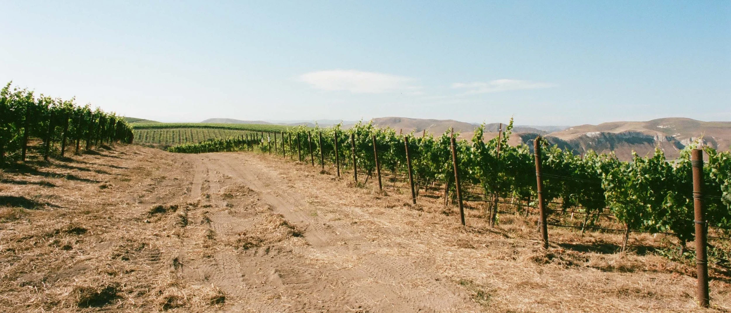 A vineyard with rows of grapevines on a dirt path, set against distant rolling hills and a blue sky.