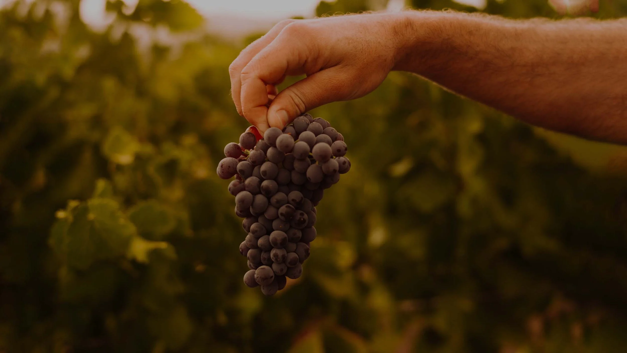 A person holding a bunch of purple grapes in a vineyard.