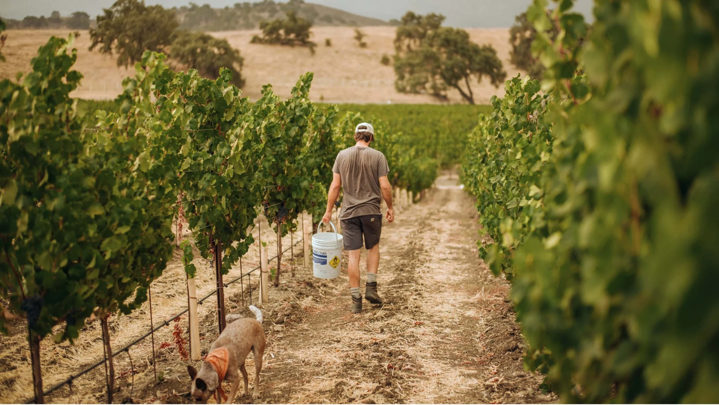 A person walking through a vineyard, carrying a white bucket, with a dog nearby on a sunny day.