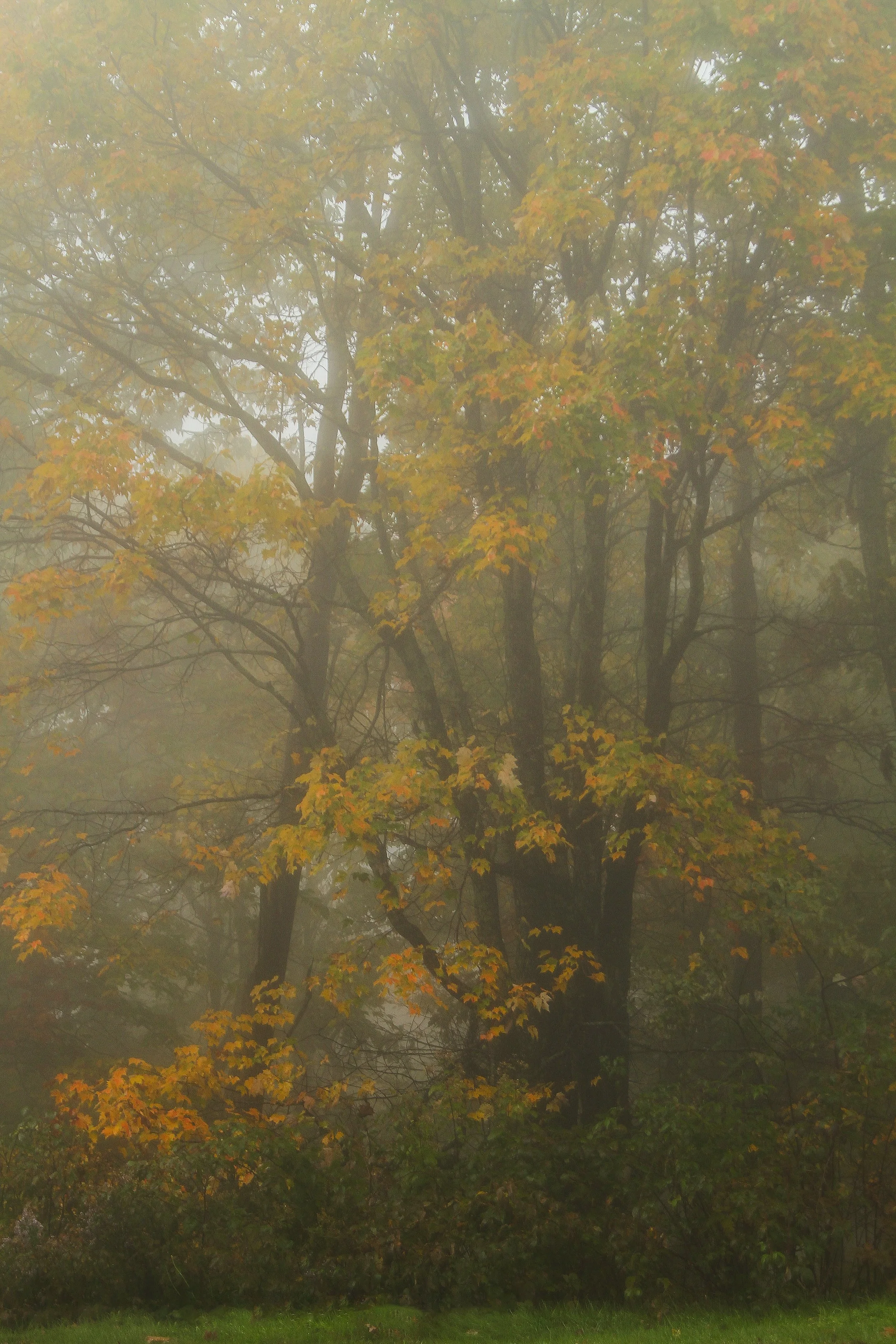 Gold Tree's on BRP .jpg