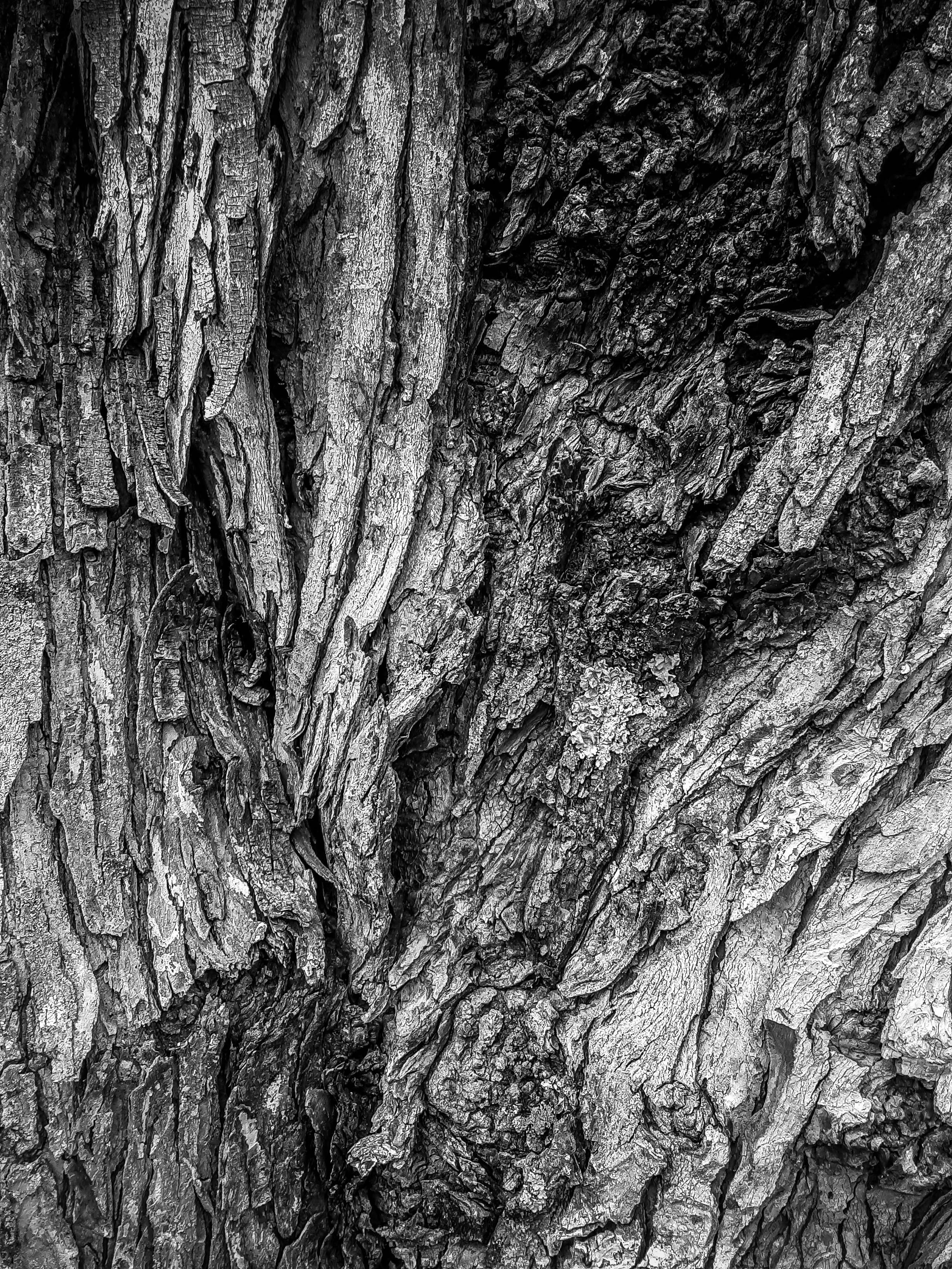 Oak Tree Bark.jpg