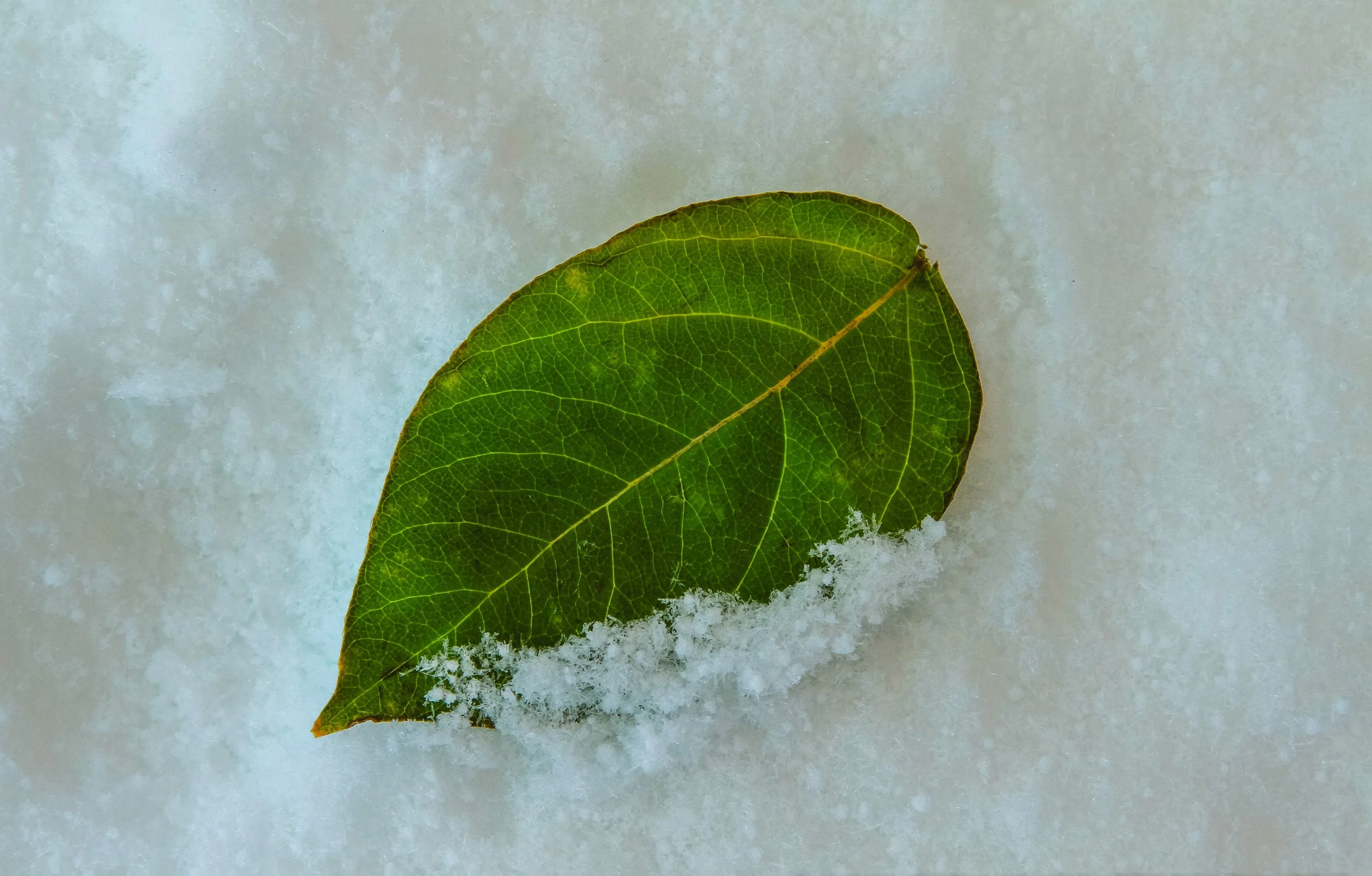 green leaf & snow.jpg