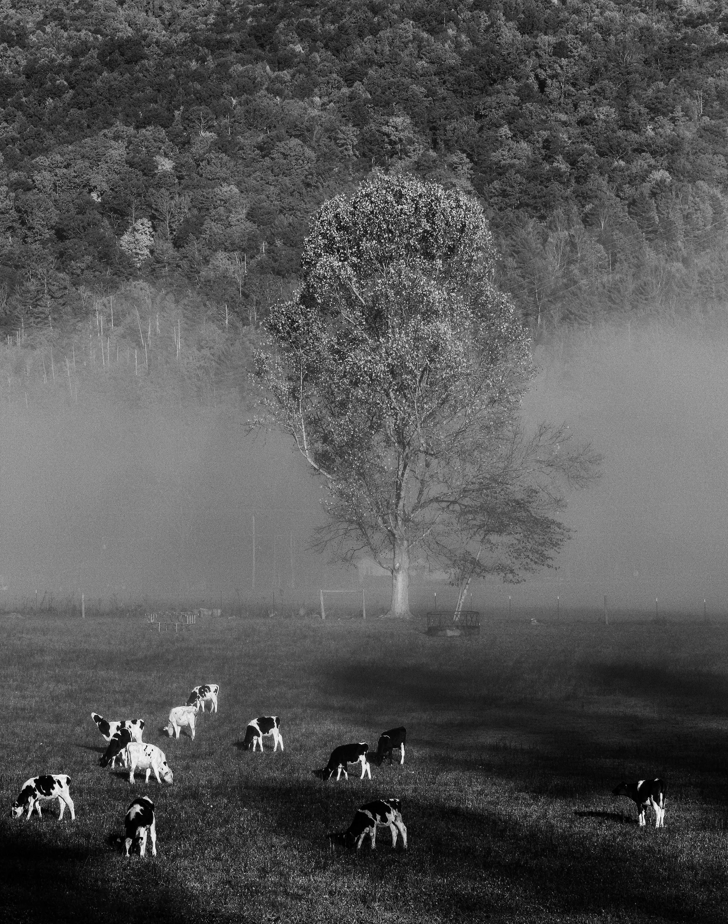 Tree Fog Cows  Erwin TN copy 2.jpg