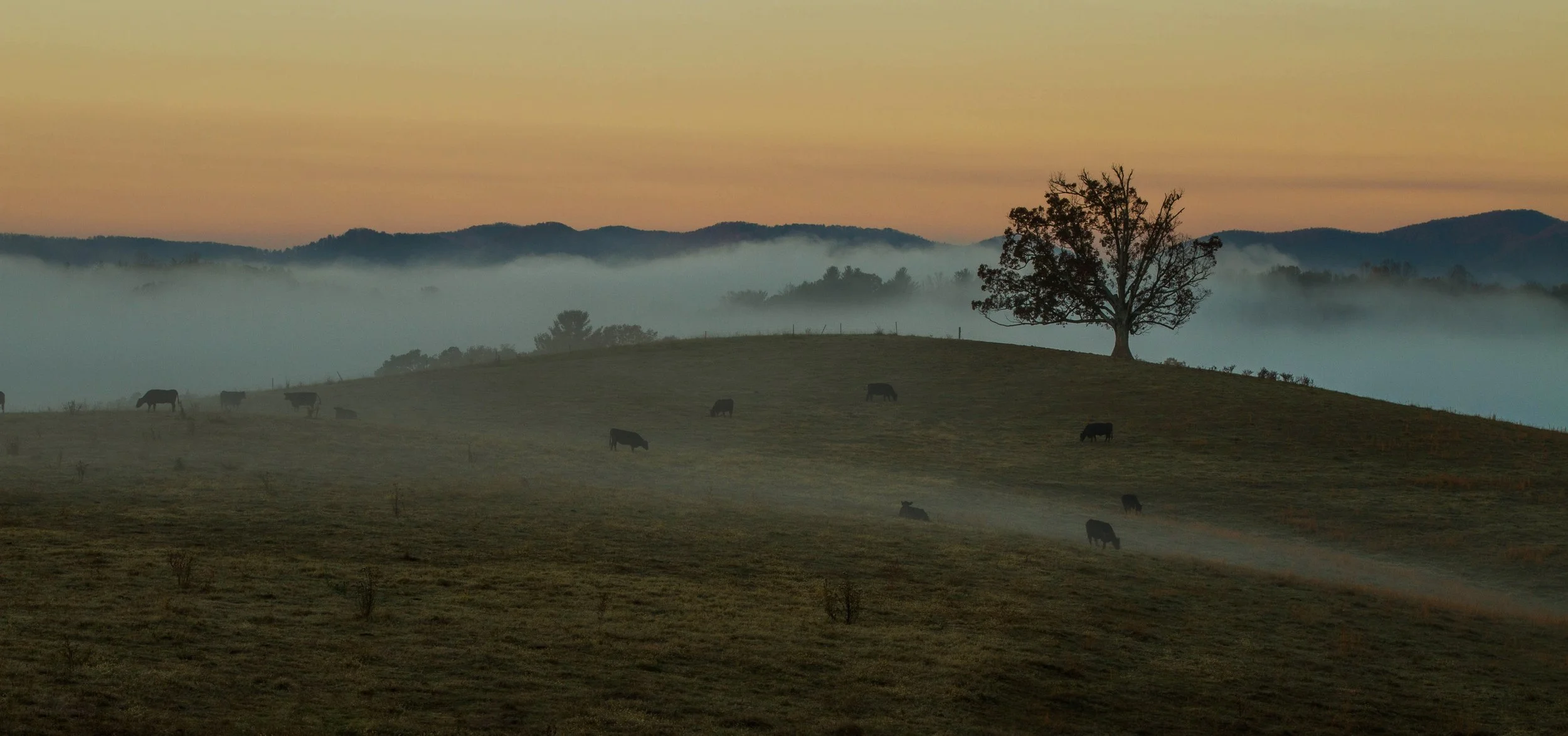 Pasture in Biltmore.jpg