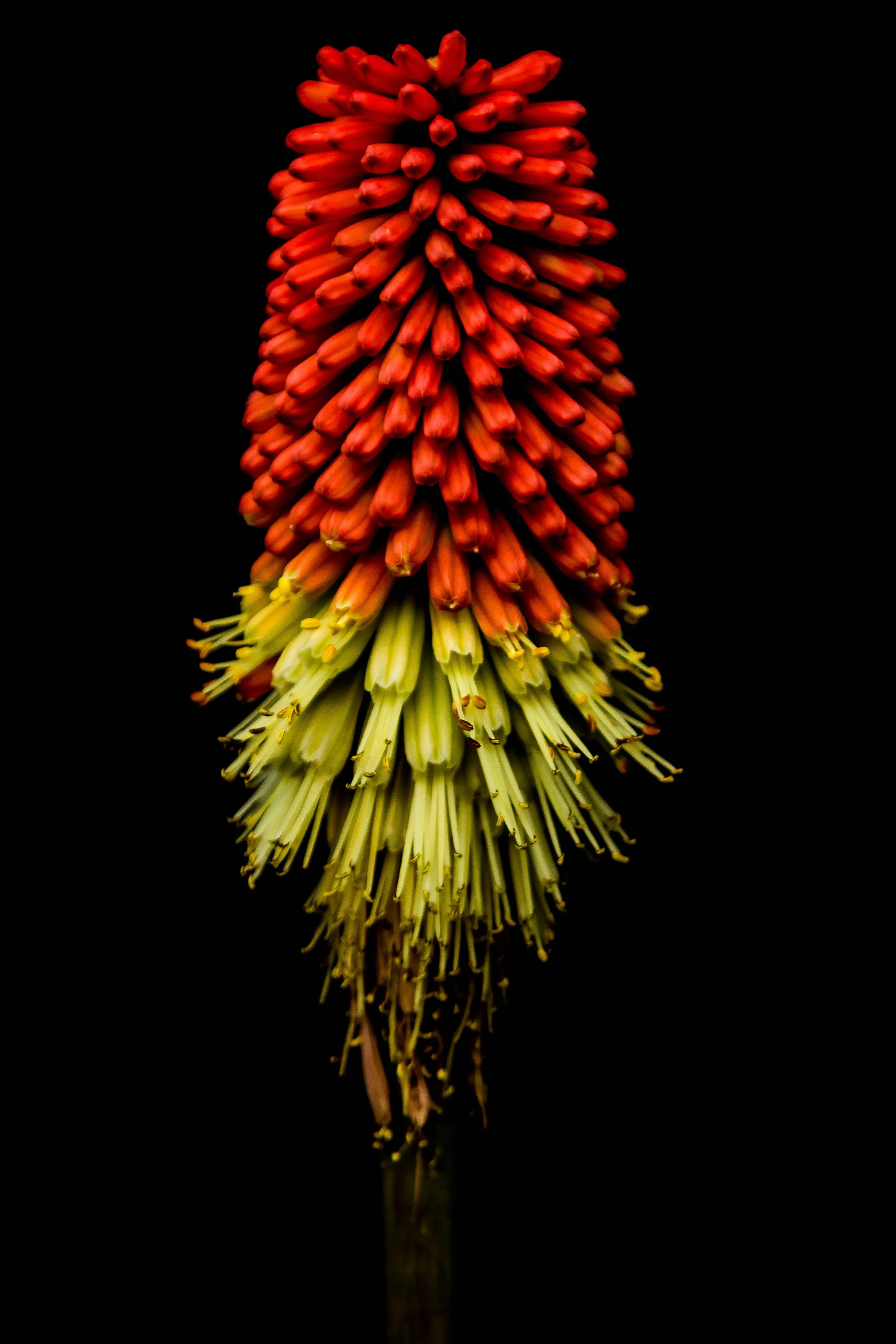 Red & yellow Flower.jpg