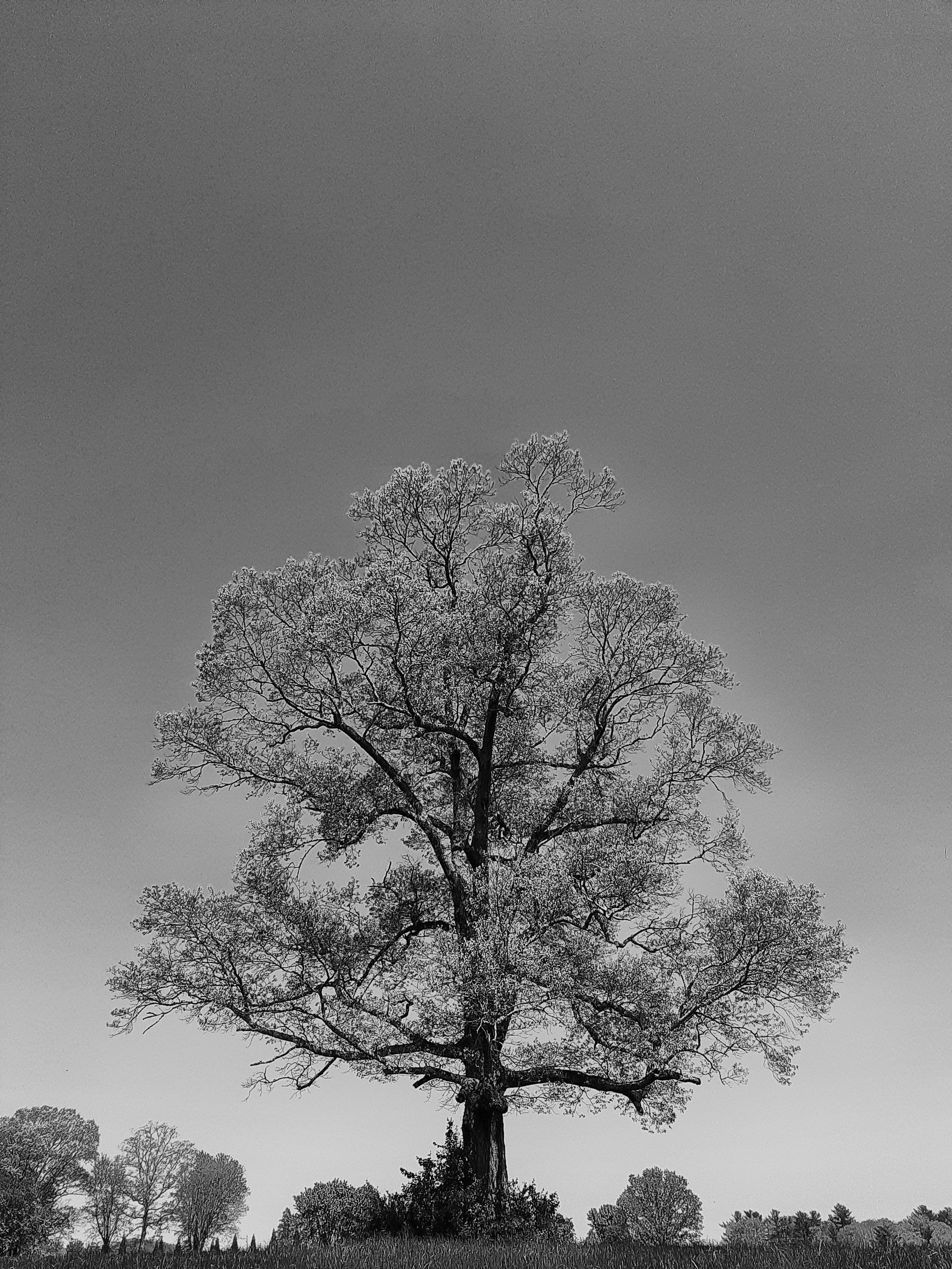 Tree & Field.jpg