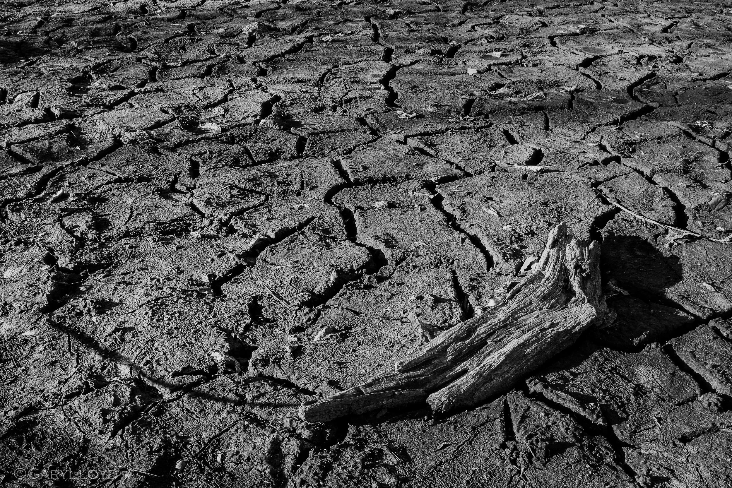 Driftwood in Lake Lure copy2.jpg