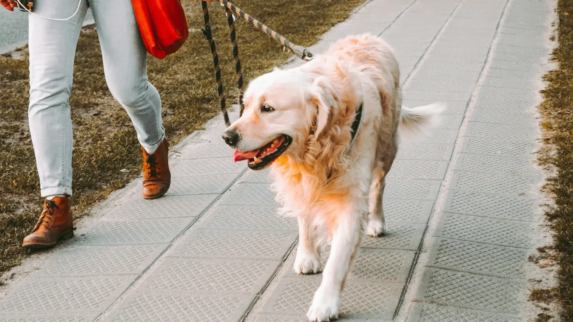Dog walker walking a golden retriever on a lead along a path