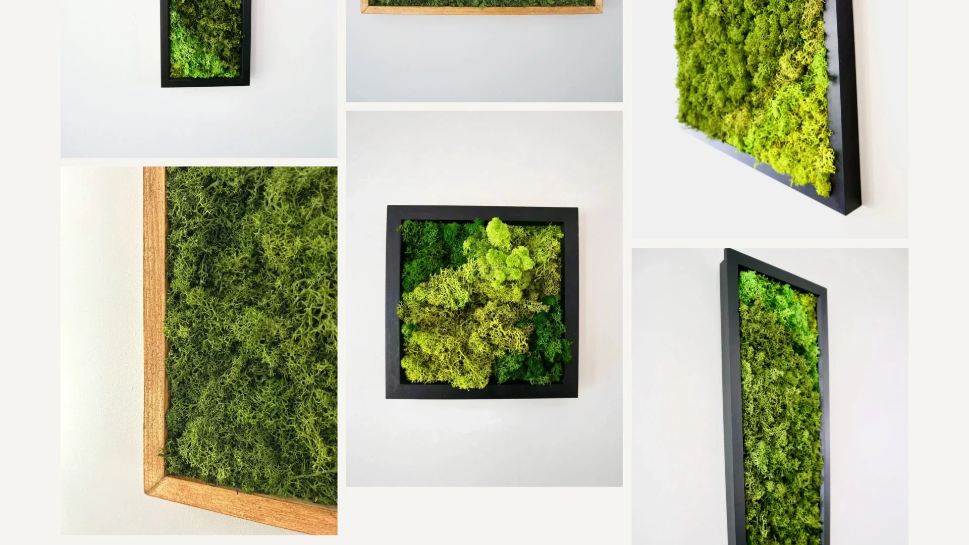 Moss Born preserved moss art gallery design by Roamwild Studio