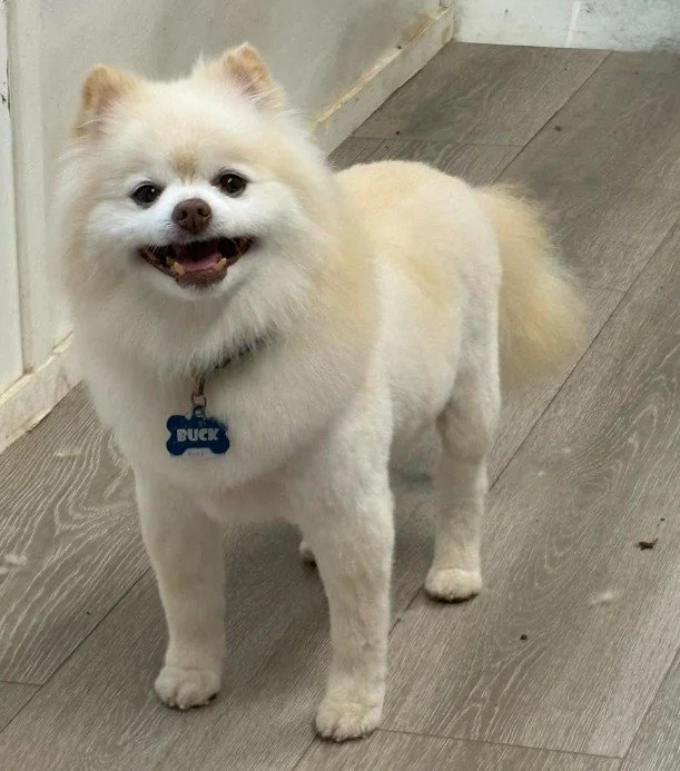 Spring Clean for Your Pup!