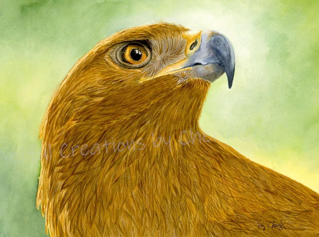 Close-up illustration of a bird of prey with a golden-brown plumage, sharp beak, and detailed eye against a soft green background.