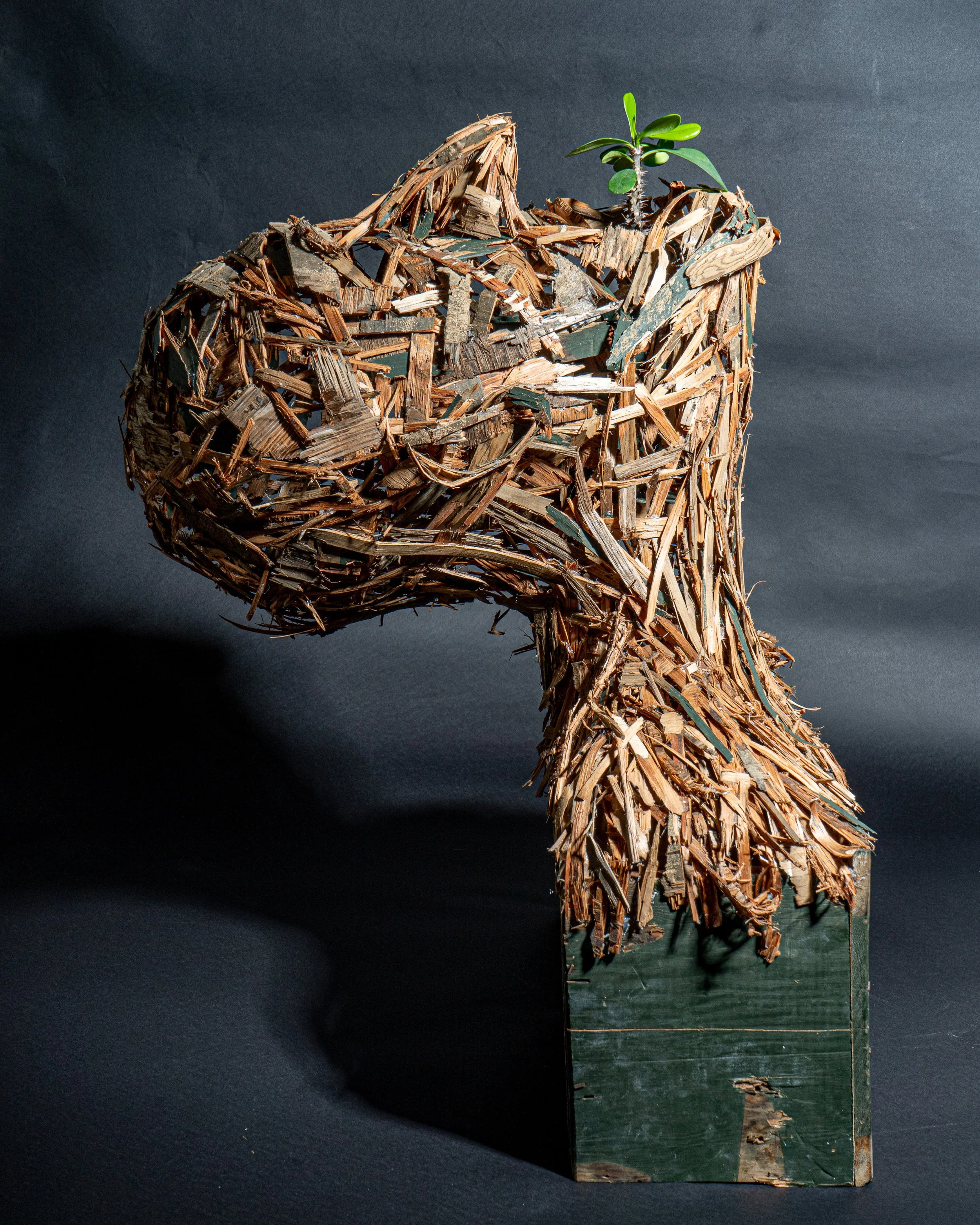 A sculpture resembling an avocado made from wood shavings and sticks, with a small green plant growing on top, set against a dark background.