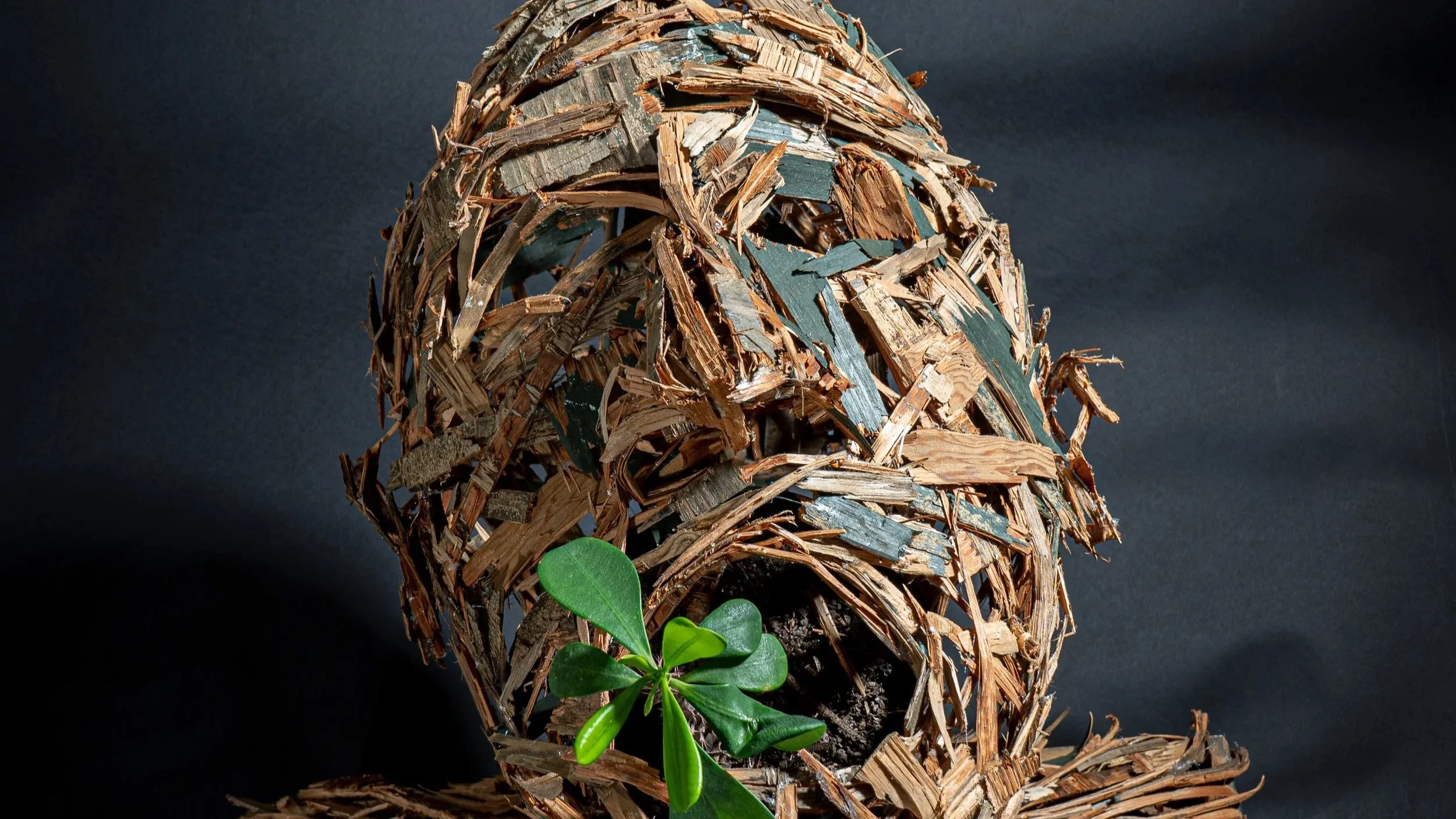 A decorative sculpture of a bear made from dried wood chips, with a small green plant growing at its base, set against a black background.