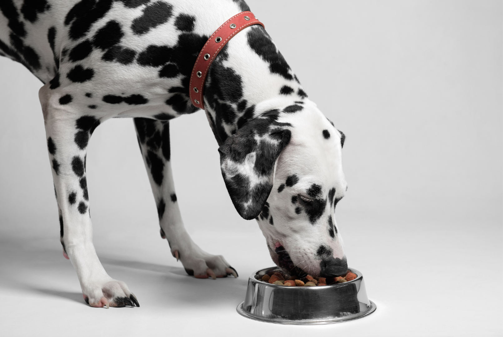 What to Feed Your Dog at Every Life Stage