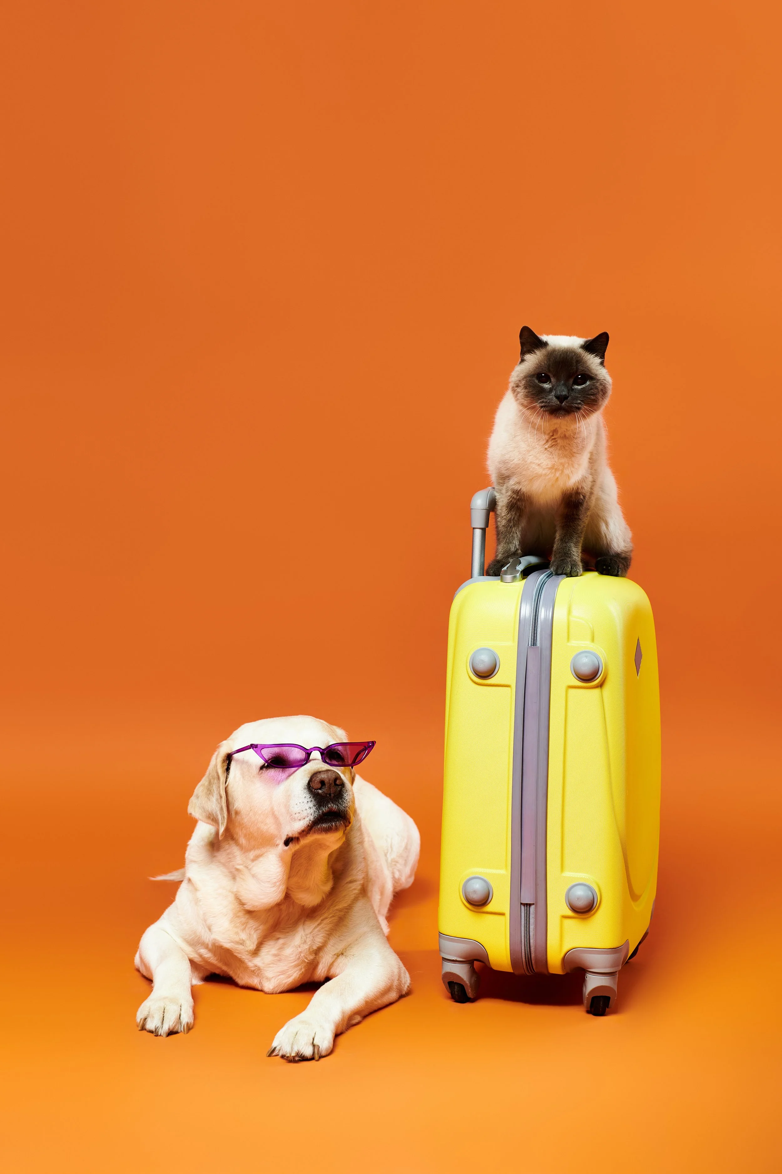 A yellow suitcase with a Siamese cat sitting on top of it and a Labrador Retriever lying beside it, both with sunglasses, against an orange background.