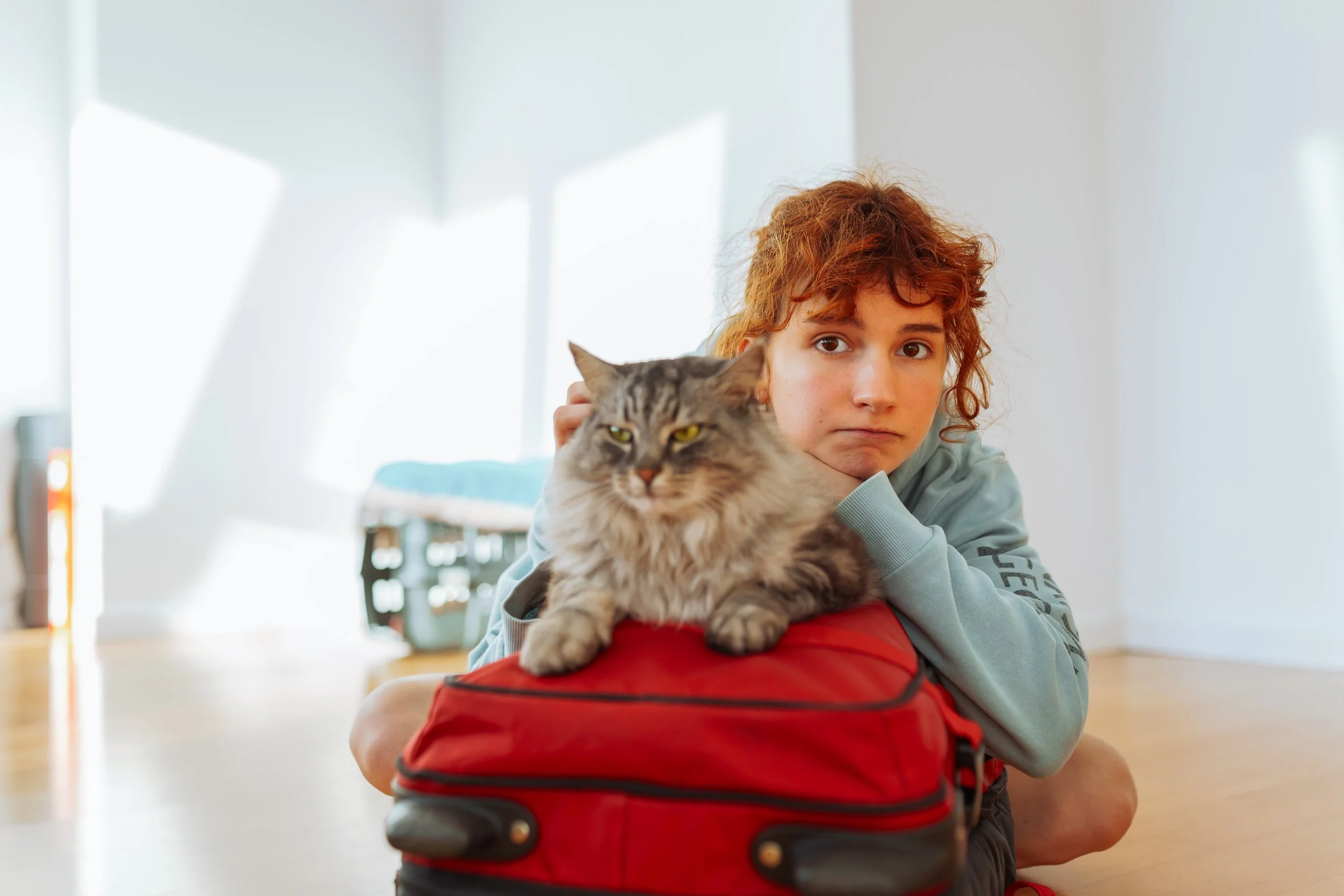 Pet owner preparing cat for travel with veterinary health certificate for domestic or international pet travel.