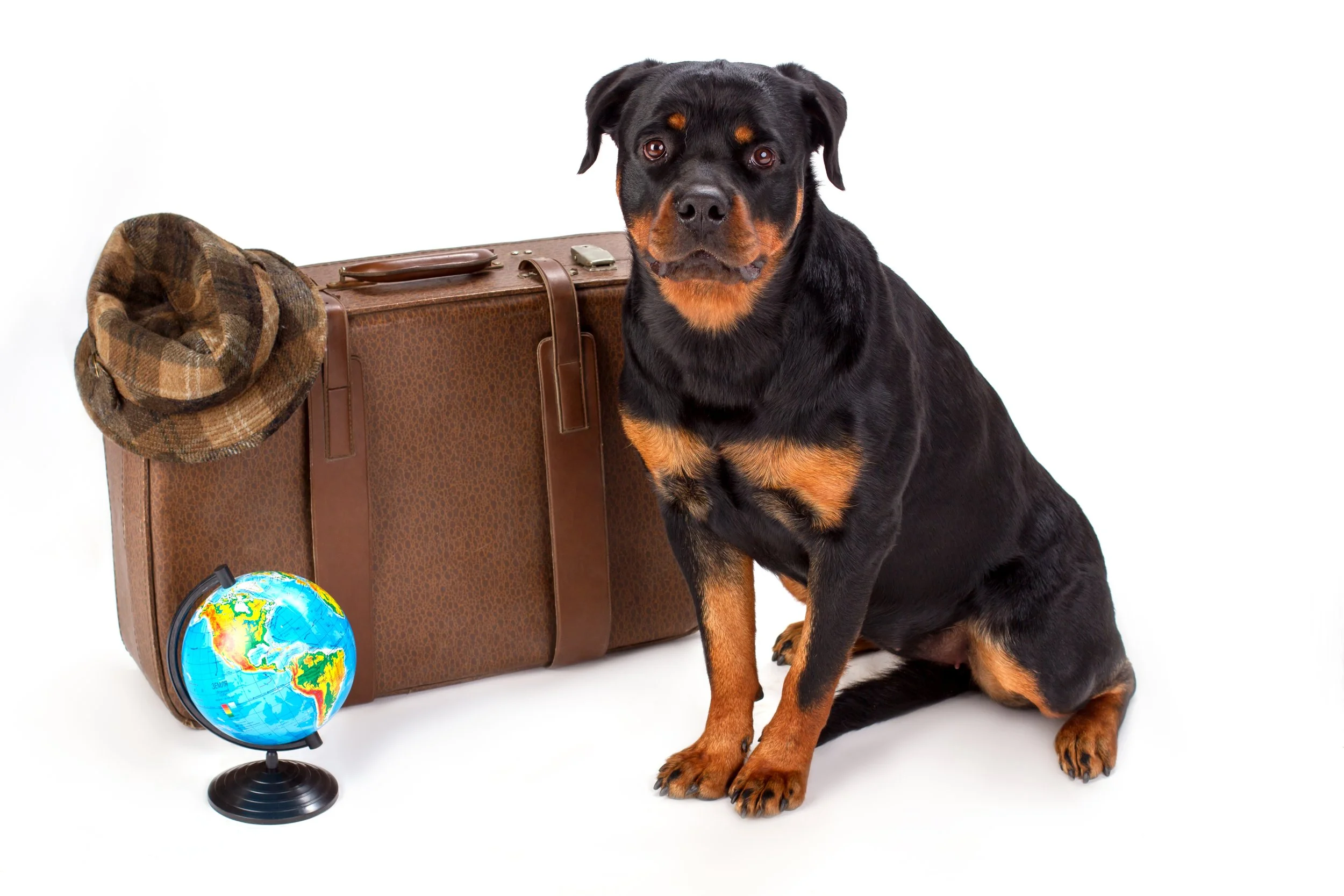 hat-on-suitcase-globe-and-rottweiler-dog-2026-03-09-06-35-11-utc.jpg