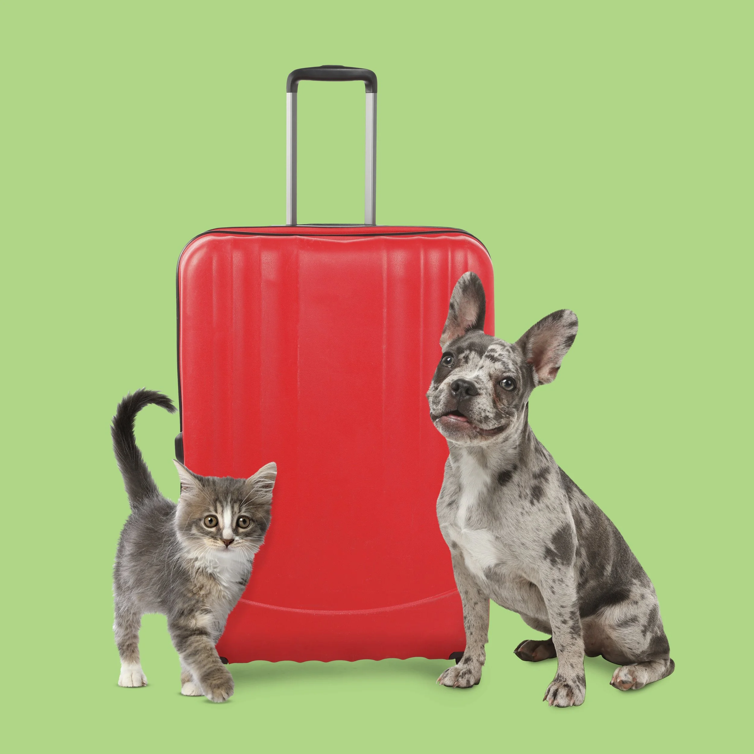 The Pawsport International Travel Readiness System™