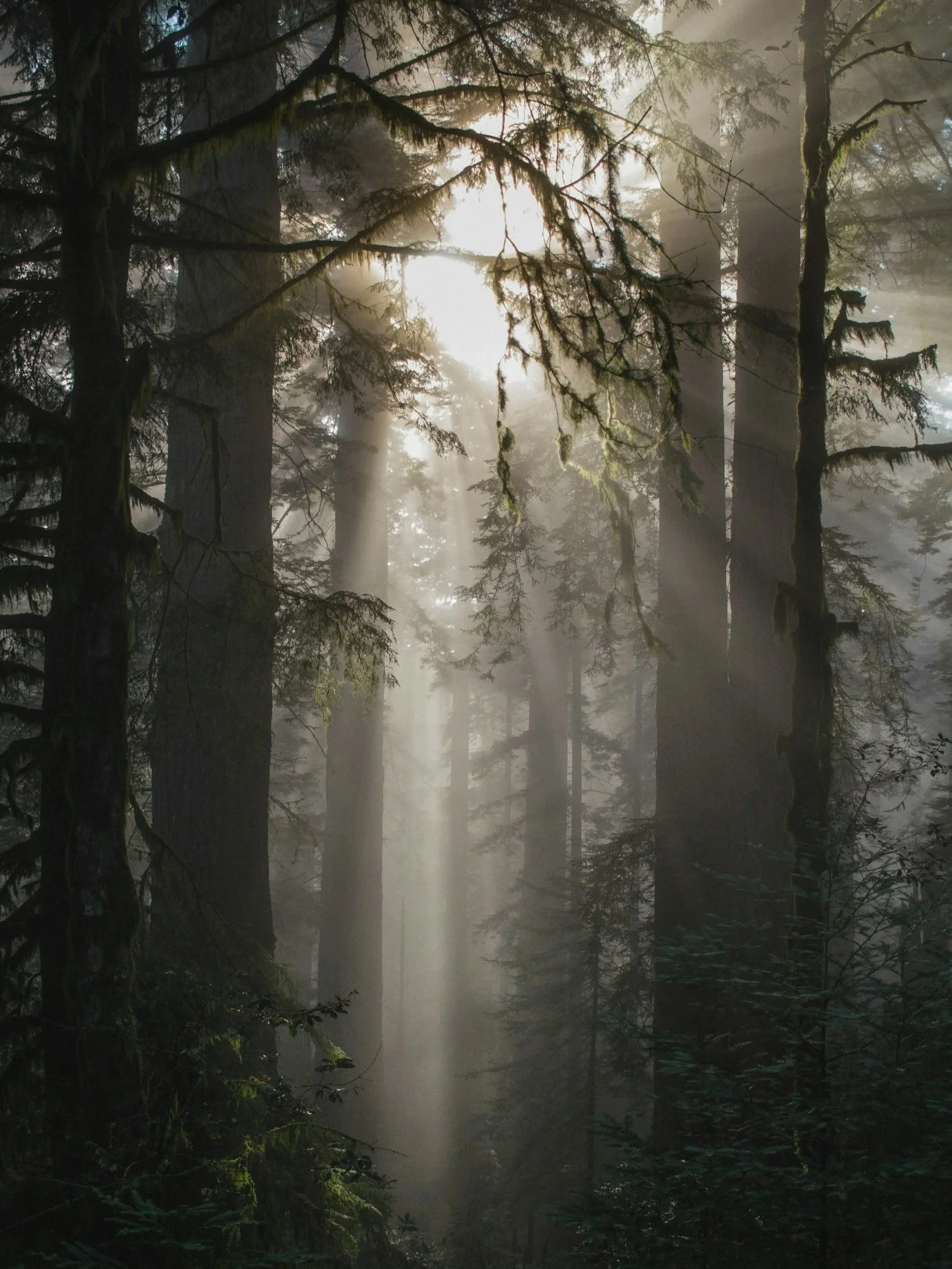 Sunlight filtering through dense trees in a foggy forest, creating a misty and mysterious atmosphere.