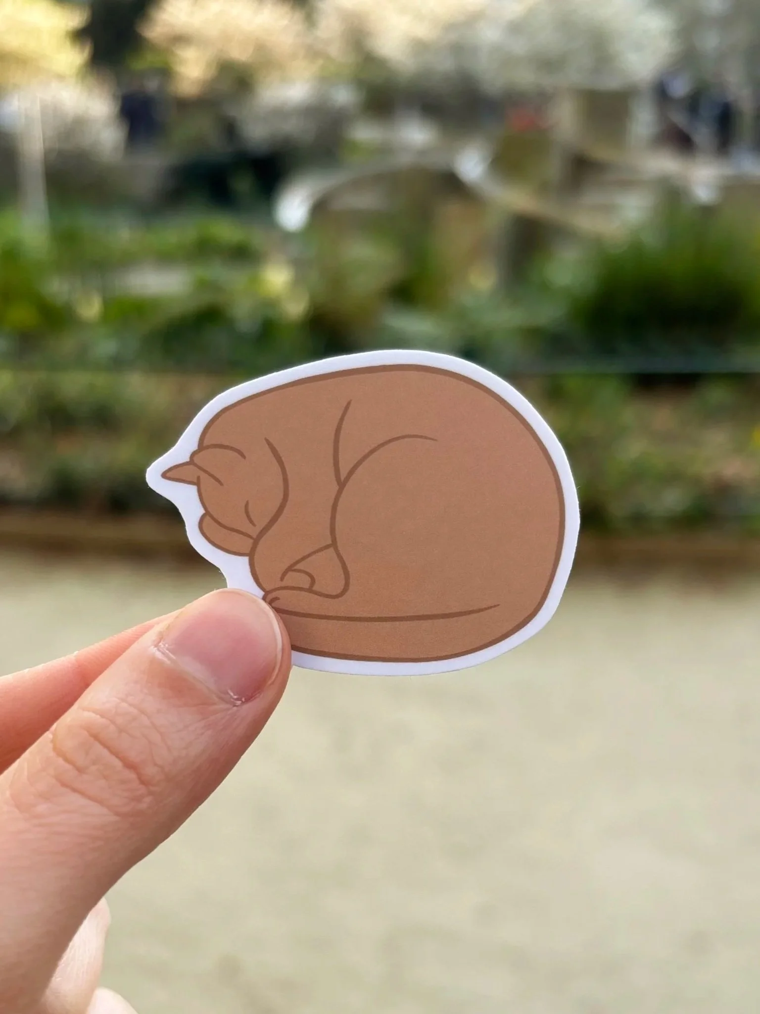 Chat+marron.jpg