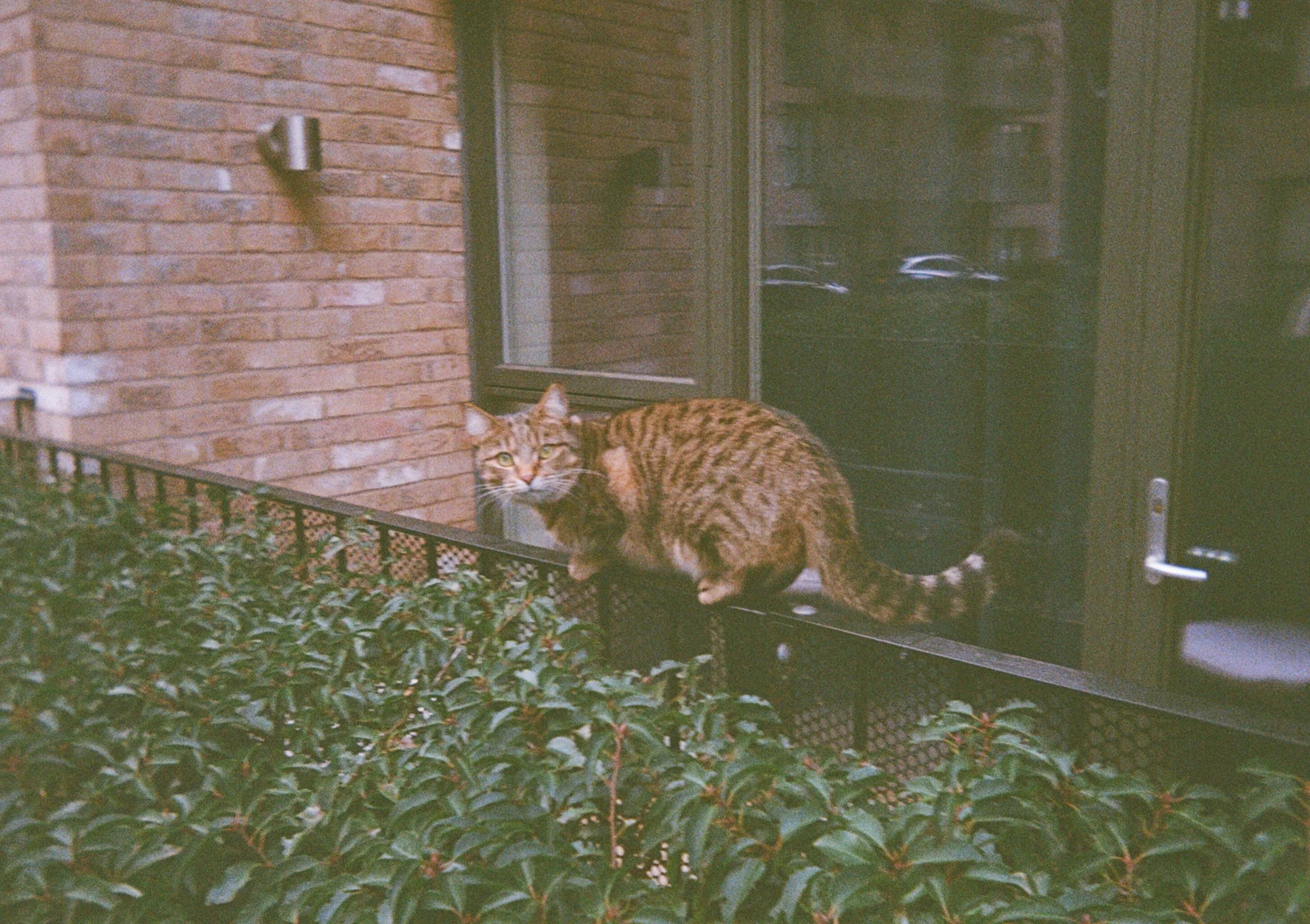 Intruder Alert (35 mm, 2025)