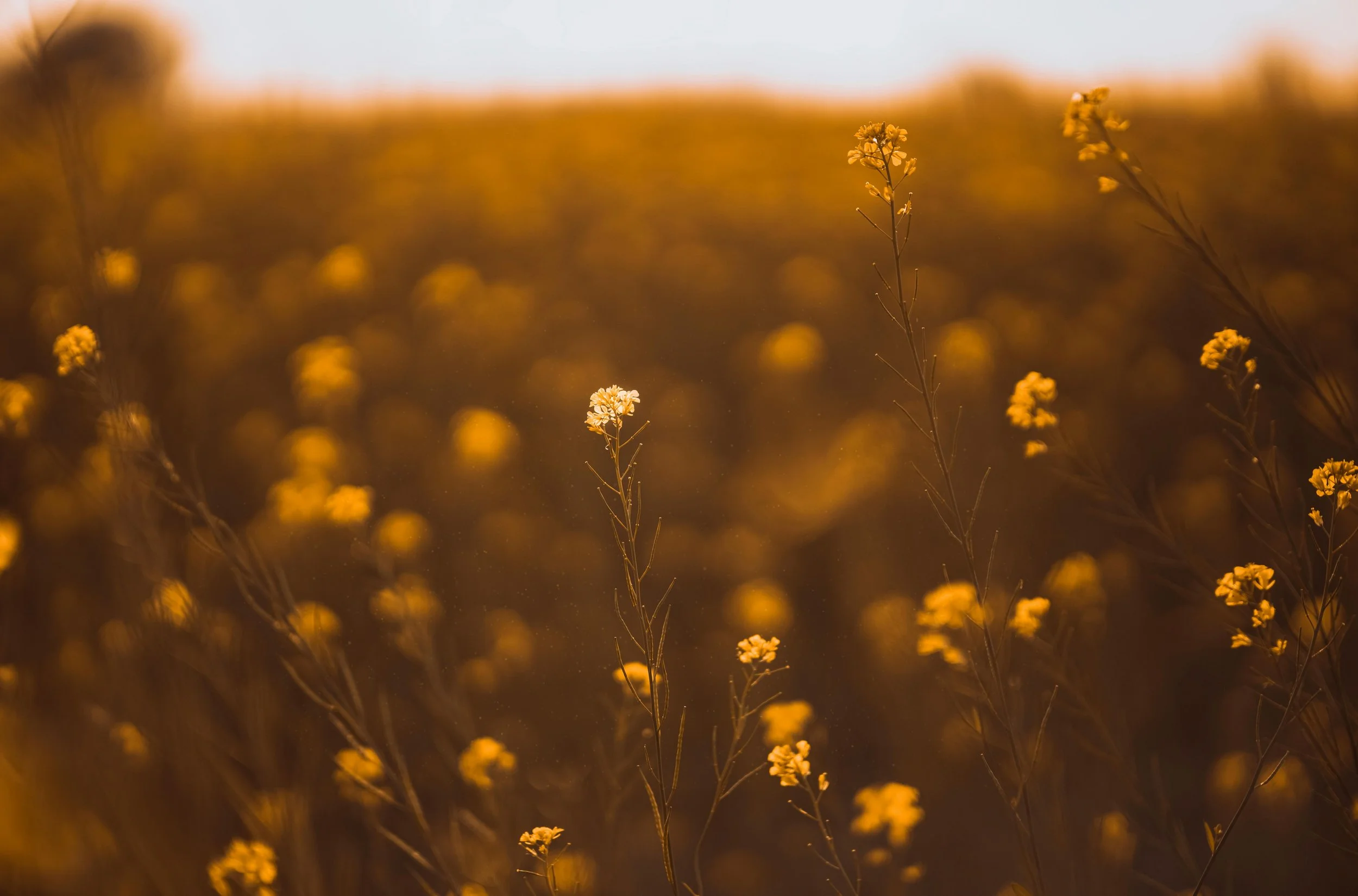 Dieses Bild zeigt eine Nahaufnahme von gelben Blumen in einer Wiese bei Sonnenuntergang, mit einem weichen, verschwommenen Hintergrund.