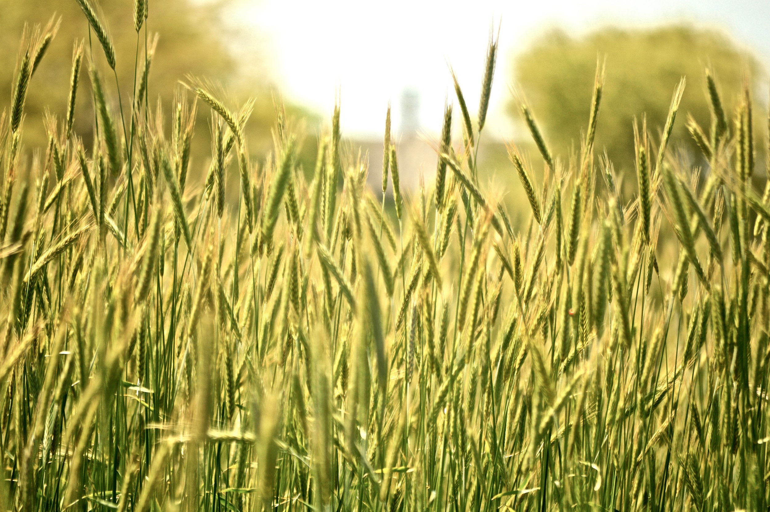 Close-up of green wheat or grass stalks in a field, with sunlight shining through.