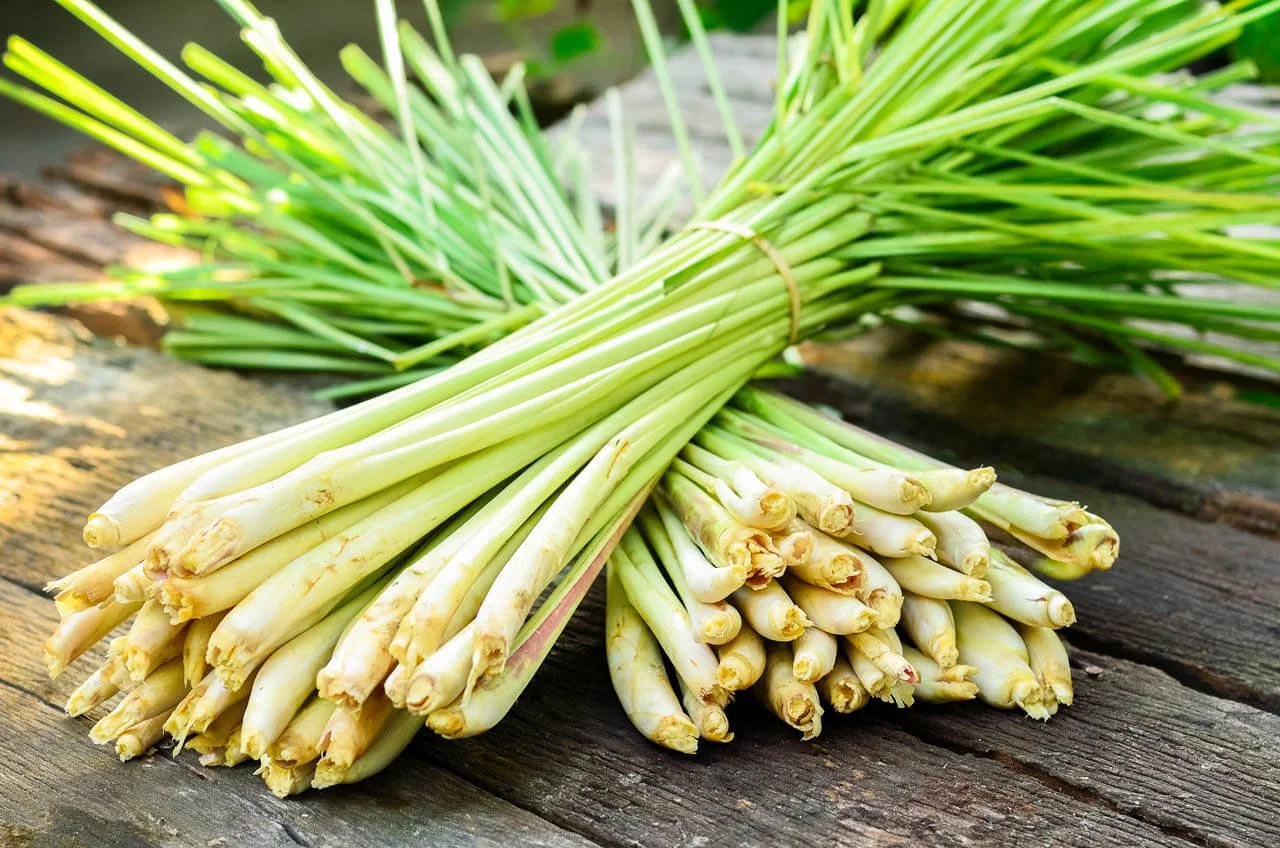 Lemongrass-Oil.jpg (Copy)