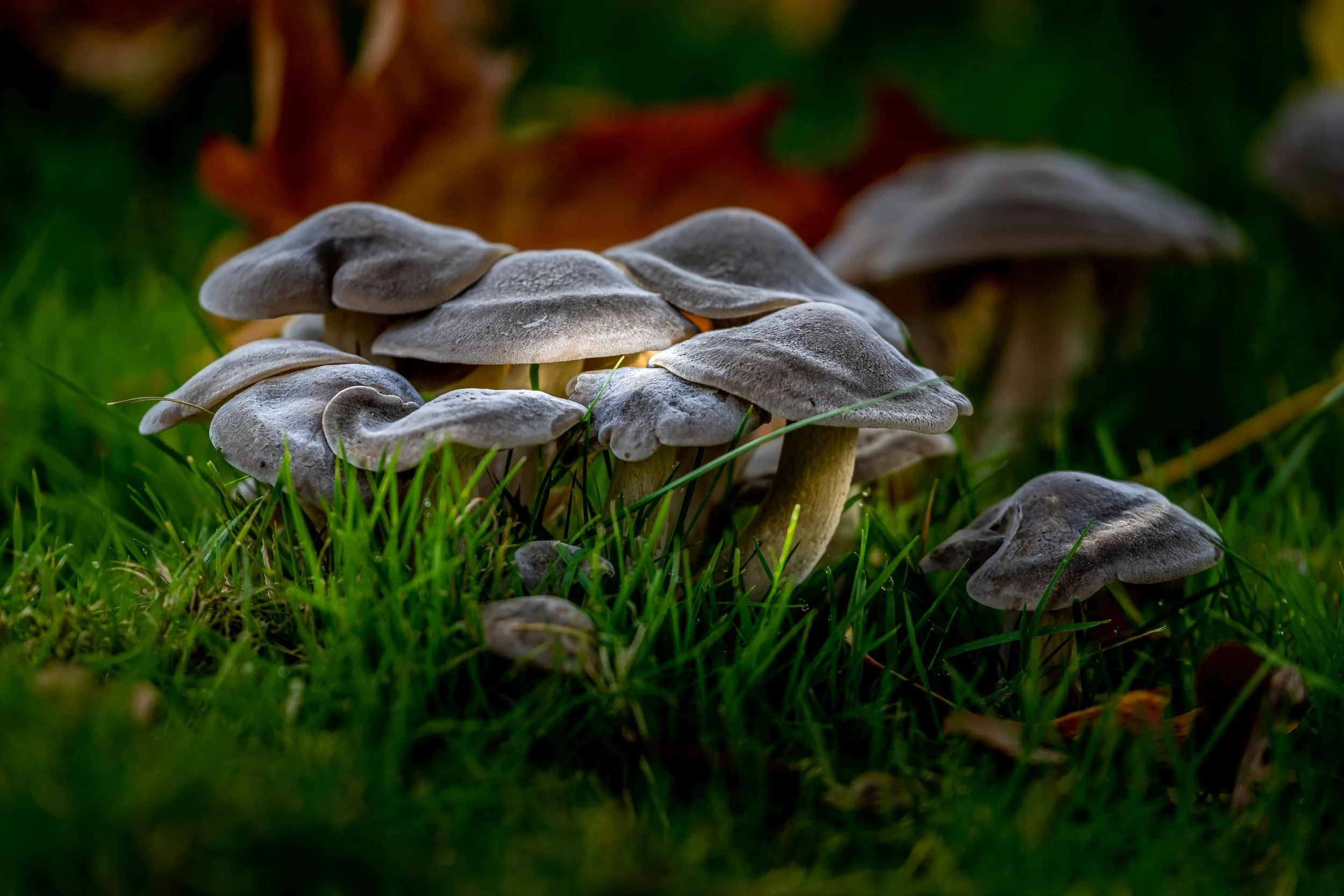 Forest-Mushrooms-Macro-Oregon.jpg