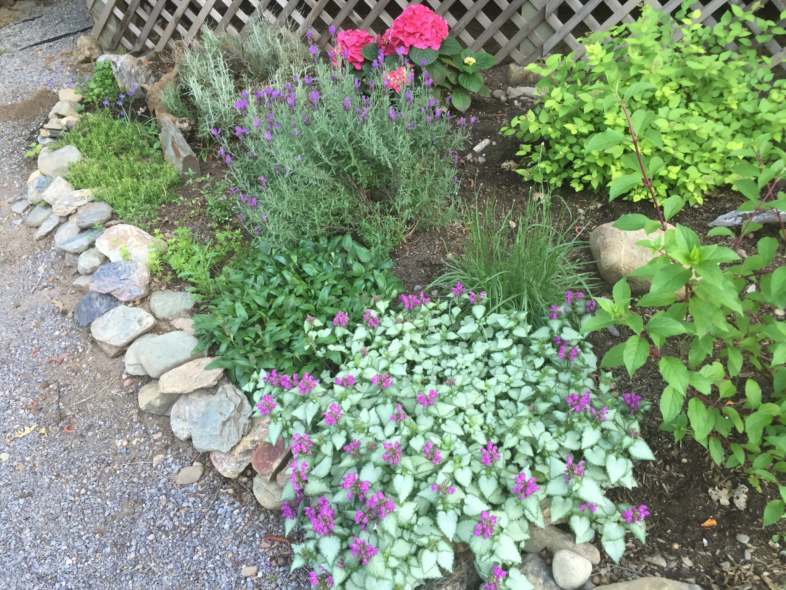 A small garden bed edged with stones, containing various green plants and purple, pink, and white flowers, with a wooden lattice fence in the background.