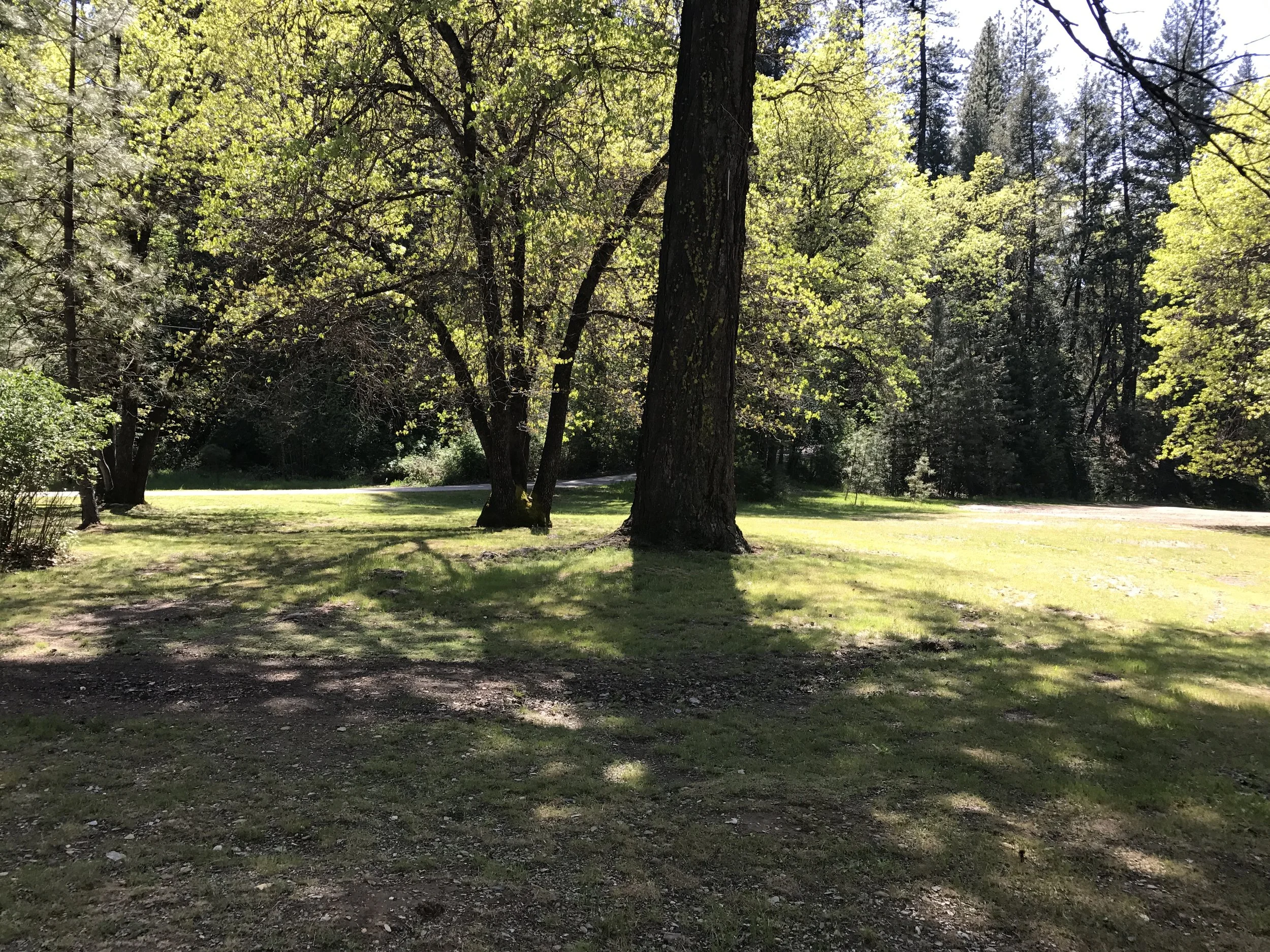 A sunny park scene with large trees casting shadows on grassy areas, and a path or road in the background.