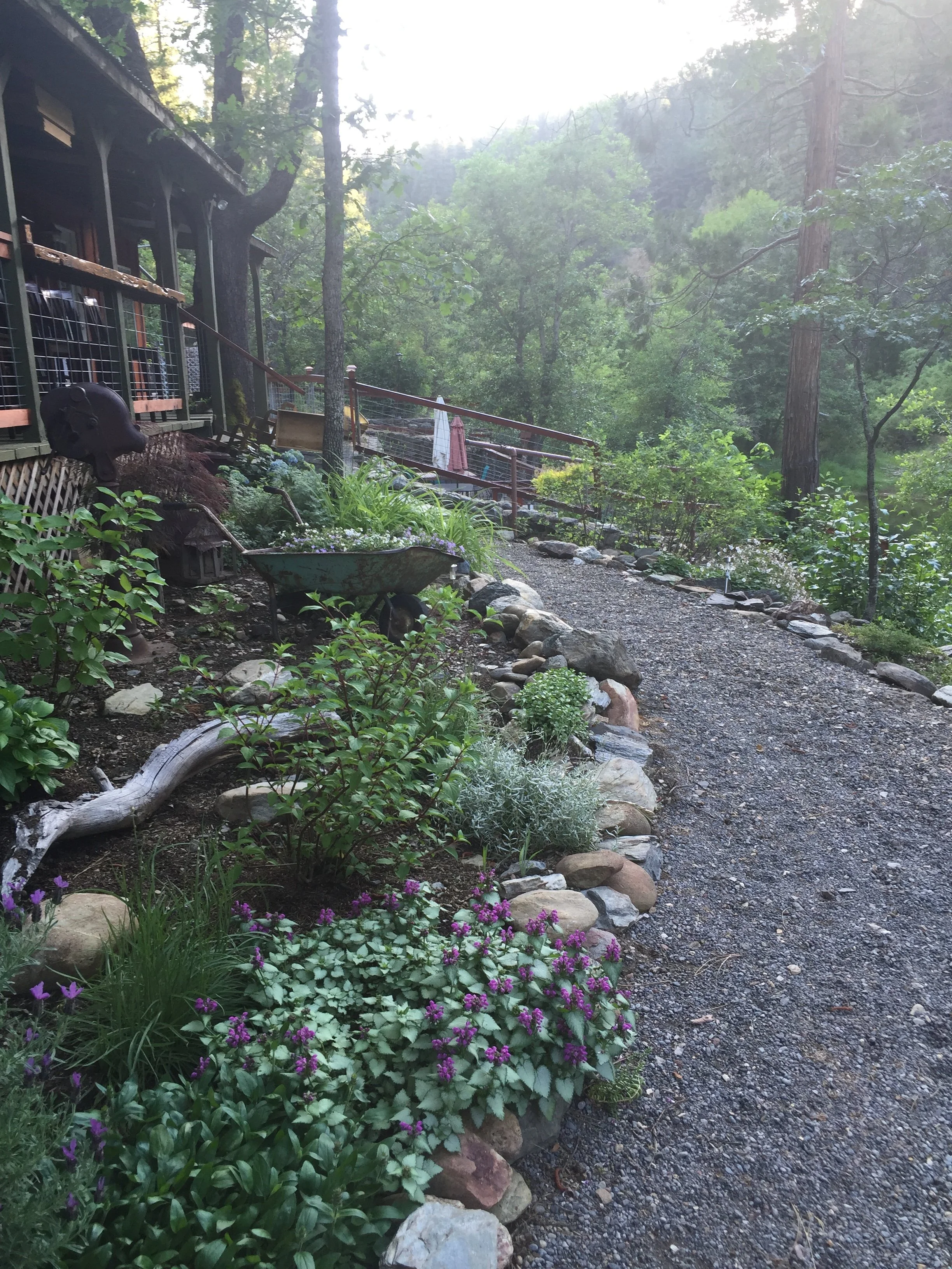 A garden path made of gravel edged with rocks, surrounded by lush greenery and flowering plants, beside a house with a wooden deck in a wooded area.