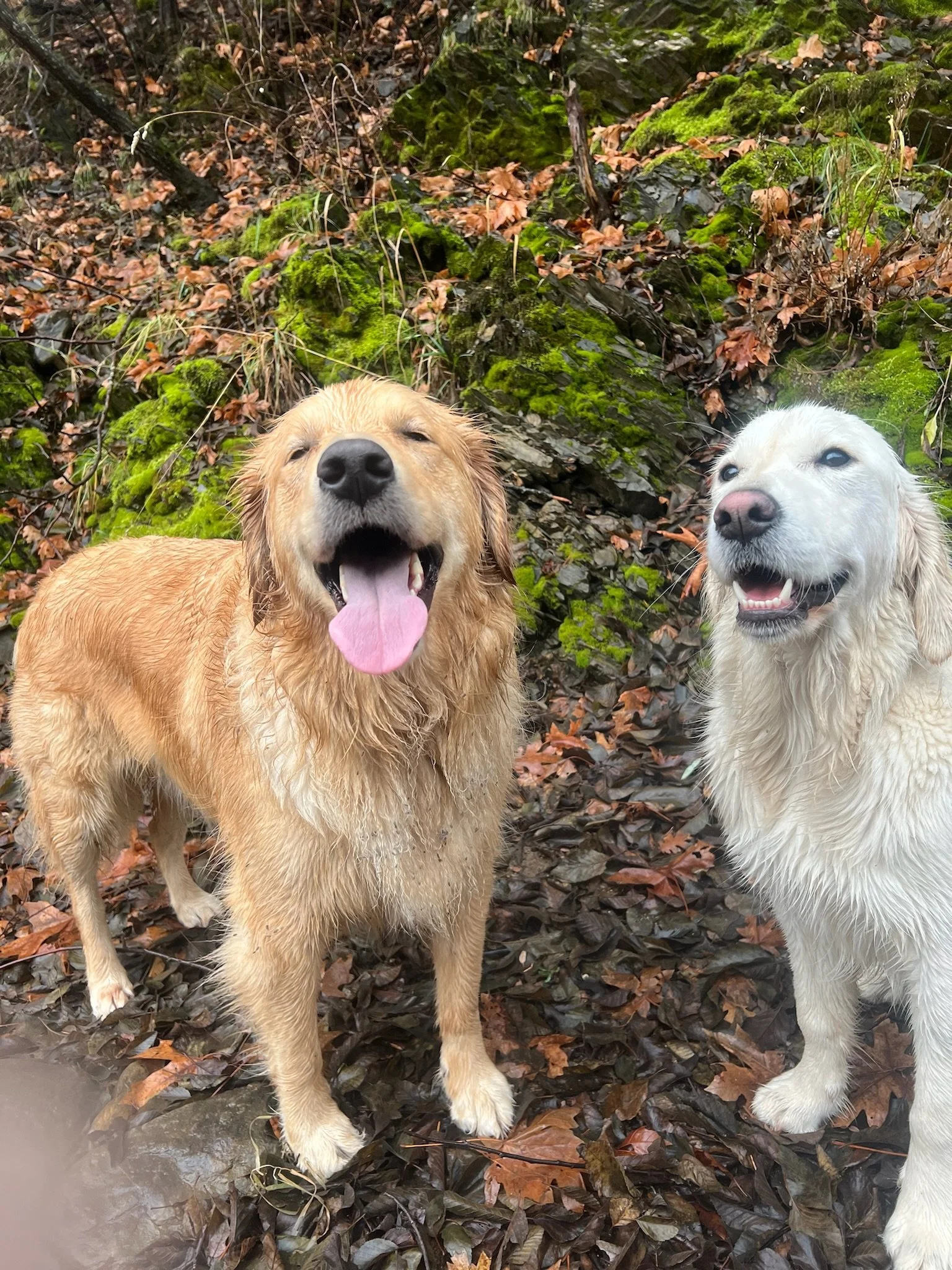 Two wet Golden Retrievers standing outdoors on damp leaves with moss-covered rocks and branches in the background, one with its tongue out and eyes closed, smiling.
