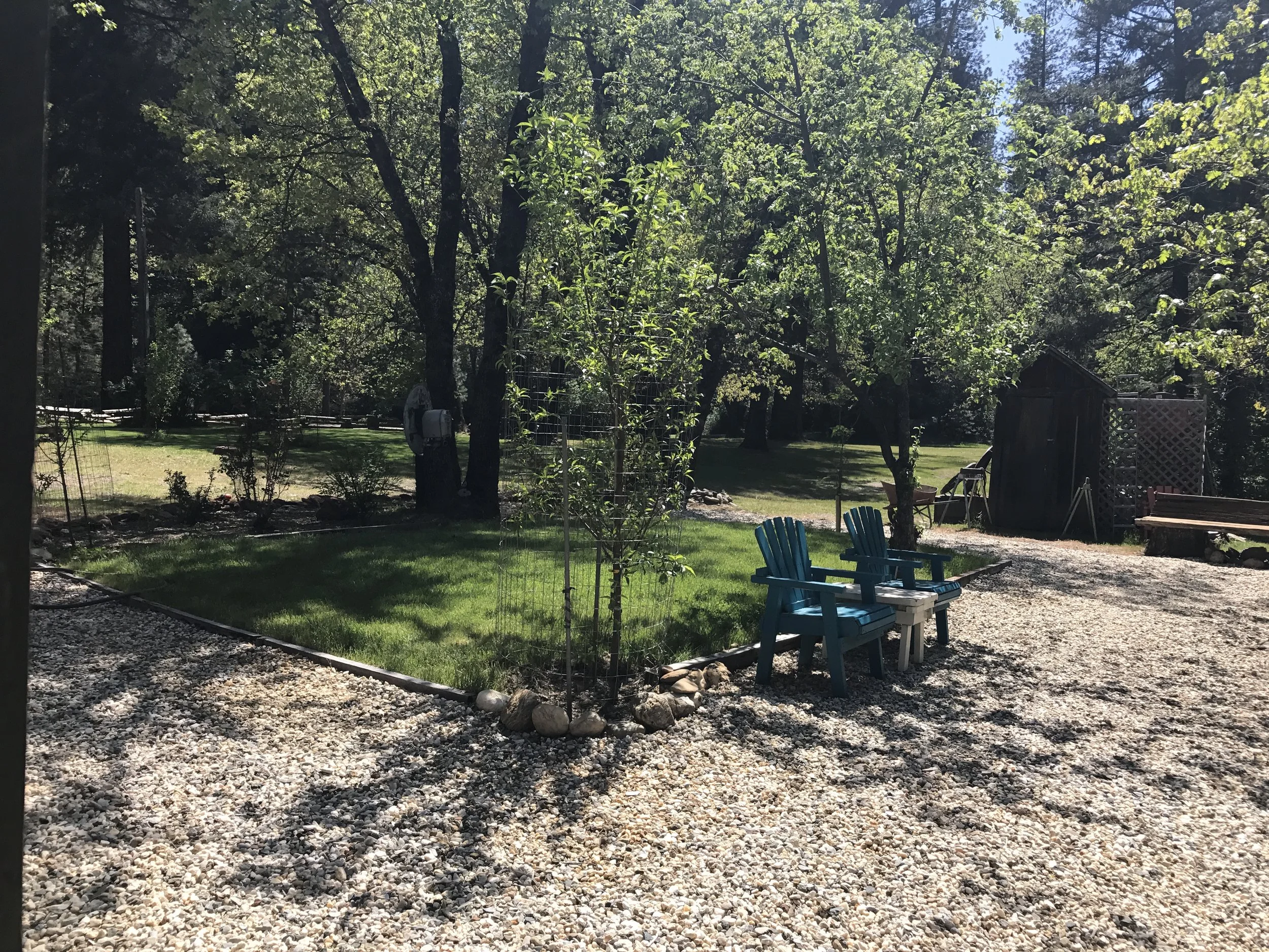A backyard with a gravel patio, two blue Adirondack chairs, a grassy area, trees, and outdoor structures including a small shed and lattice fence, with sunlight filtering through the leaves.