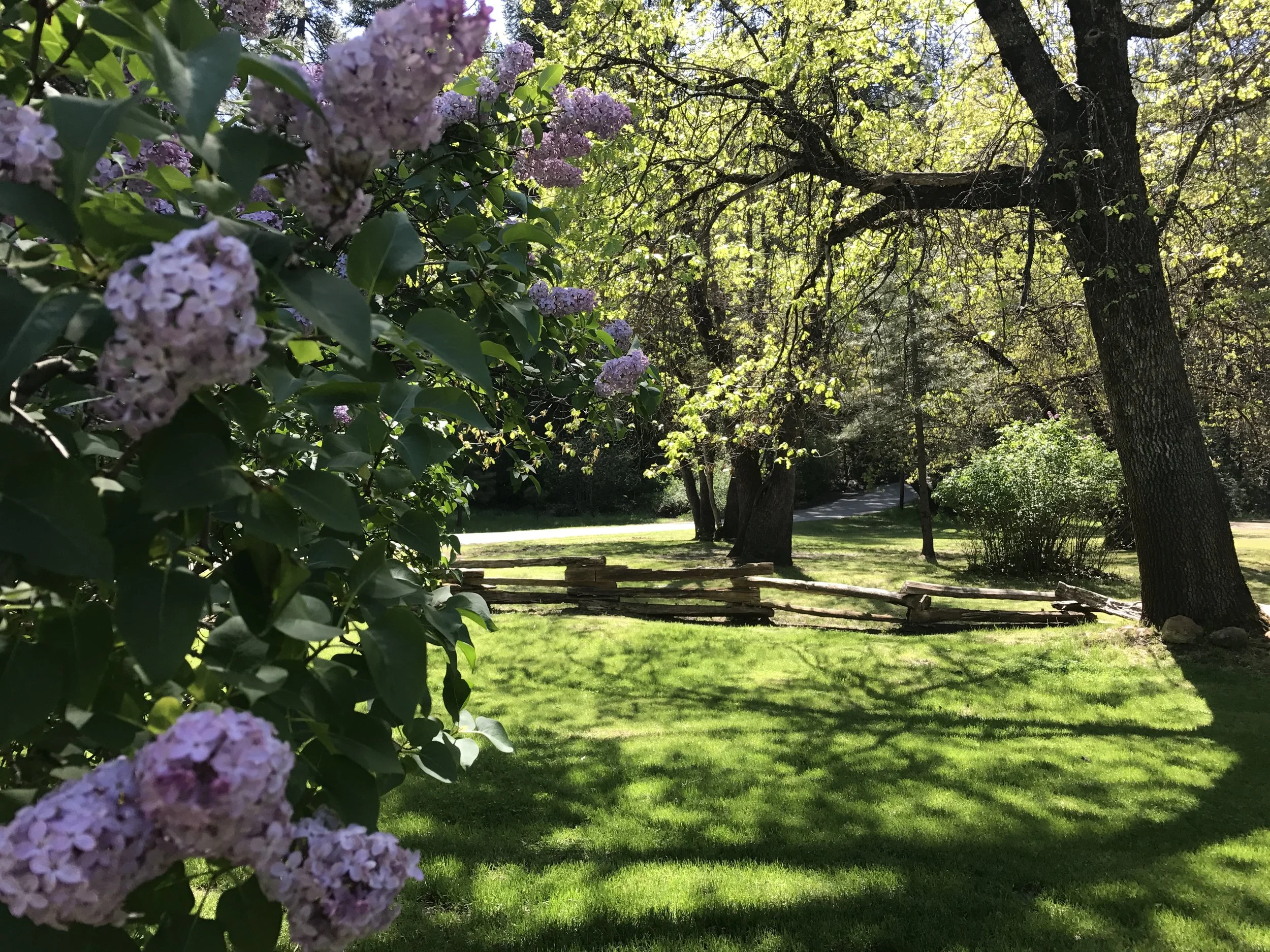 A lush green garden with blooming purple flowers on the left, a grassy lawn, mature trees, and a wooden fence with sunlight filtering through the leaves.